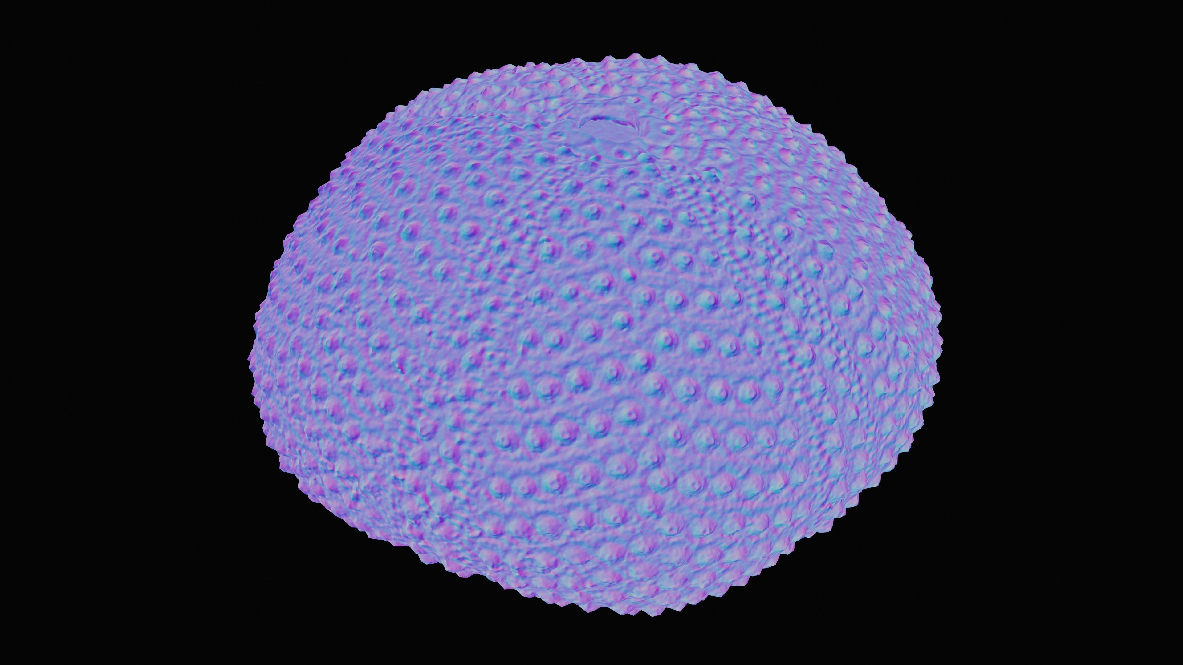 Sea Urchin Shell Low-poly 3D model_18