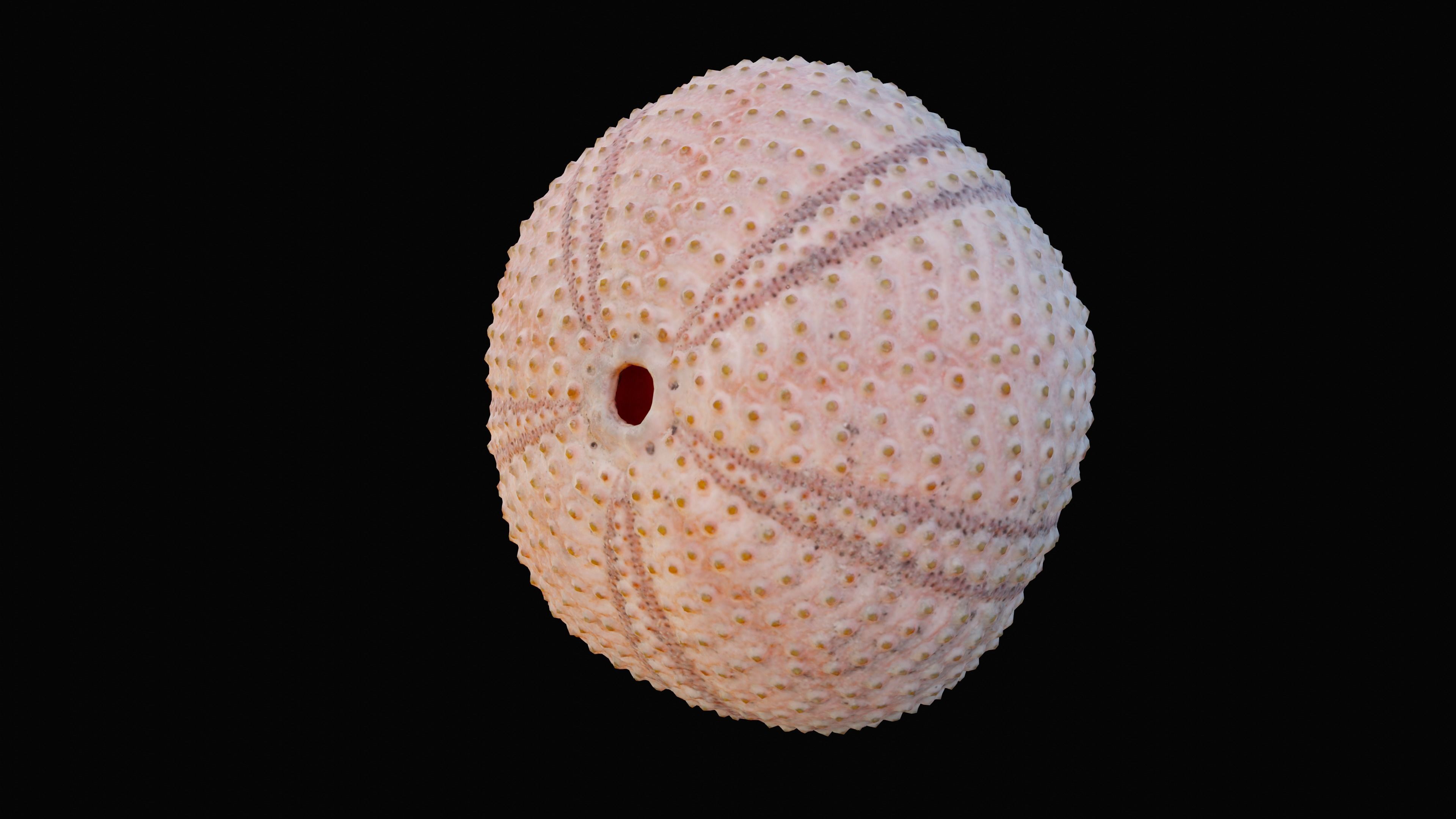 Sea Urchin Shell Low-poly 3D model_4