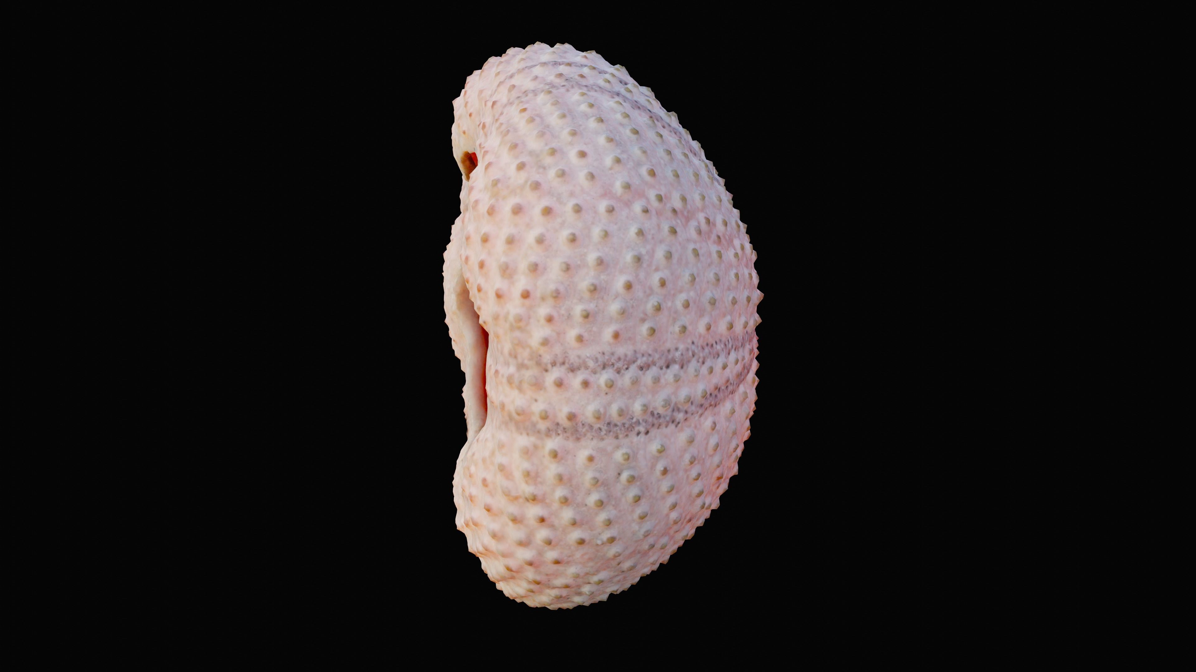 Sea Urchin Shell Low-poly 3D model_7