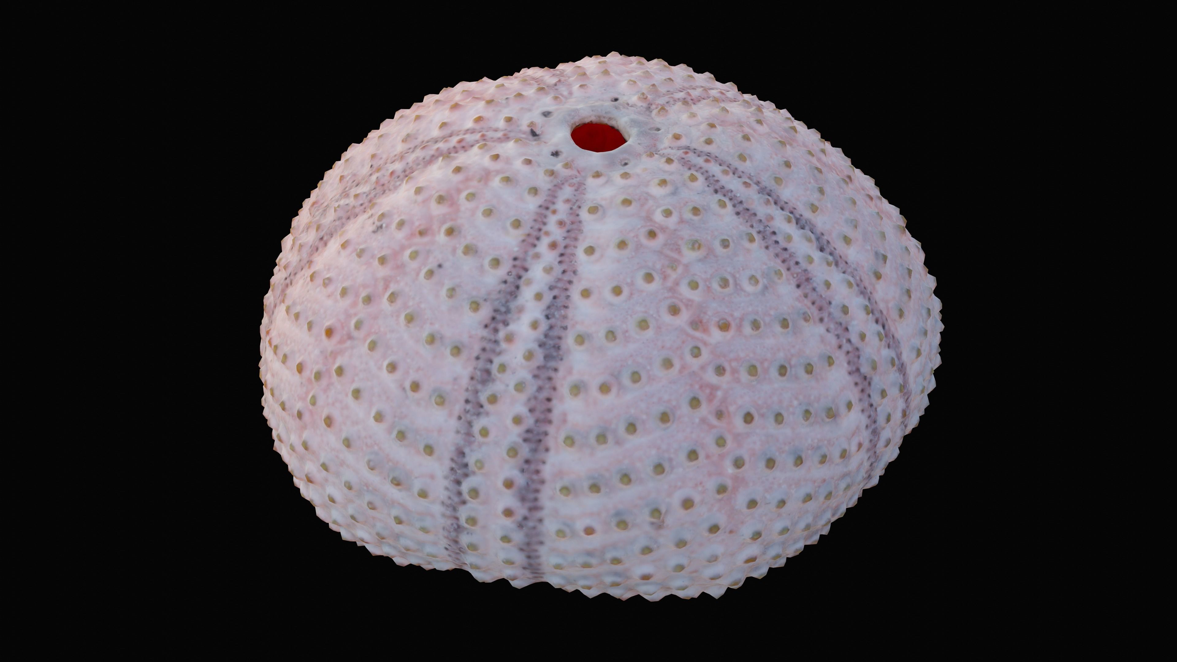 Sea Urchin Shell Low-poly 3D model_13