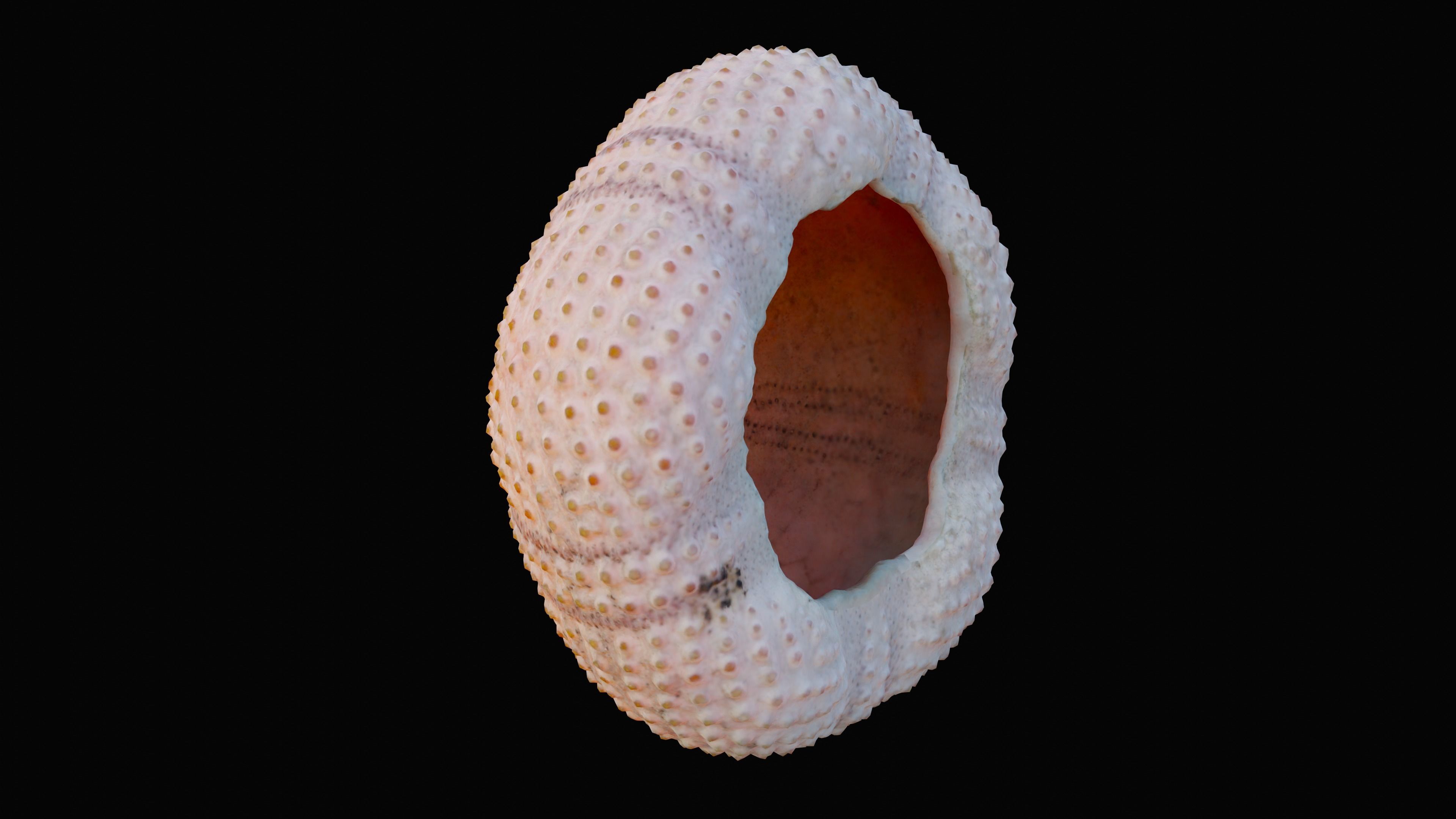 Sea Urchin Shell Low-poly 3D model_2