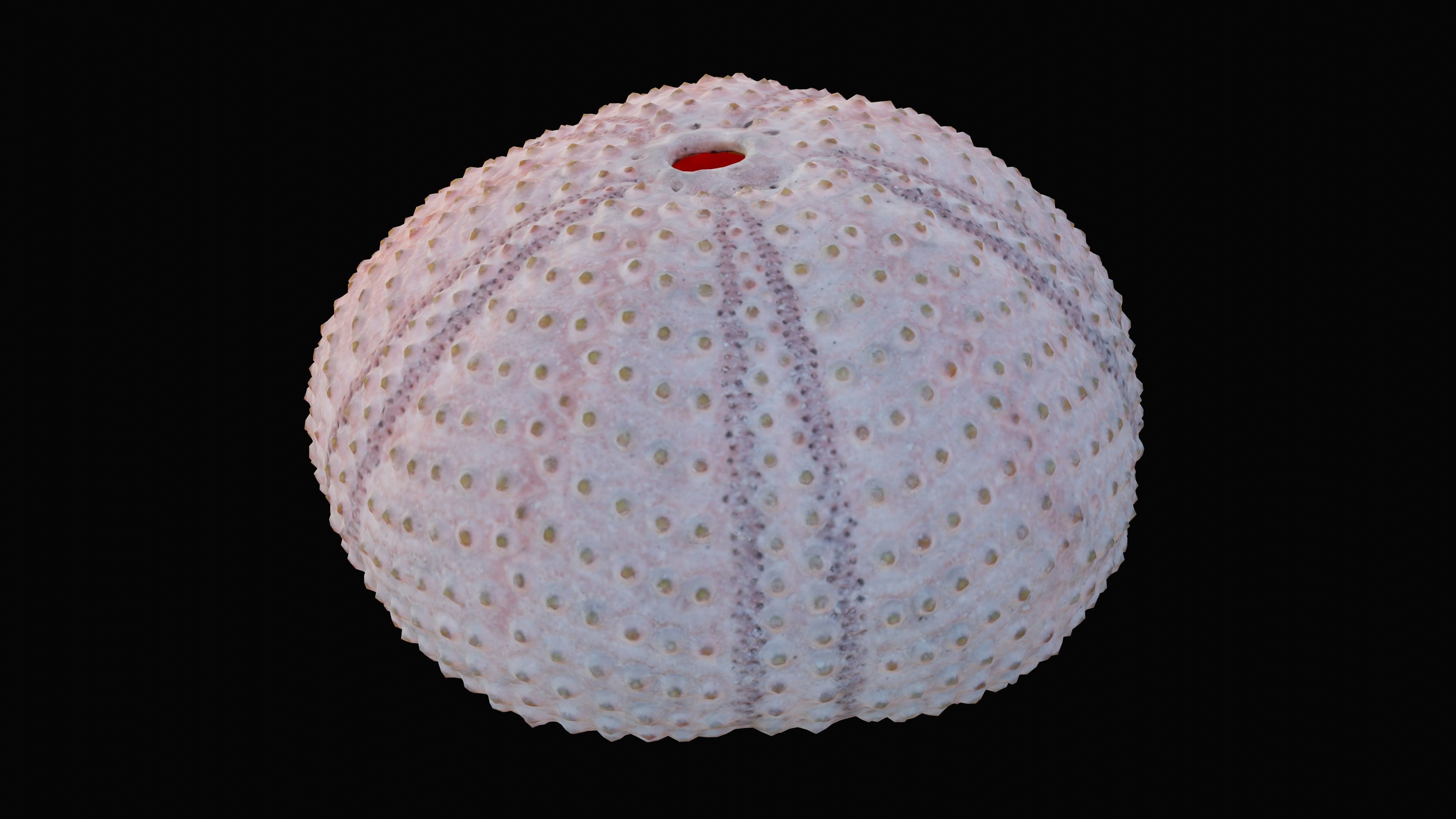 Sea Urchin Shell Low-poly 3D model_11