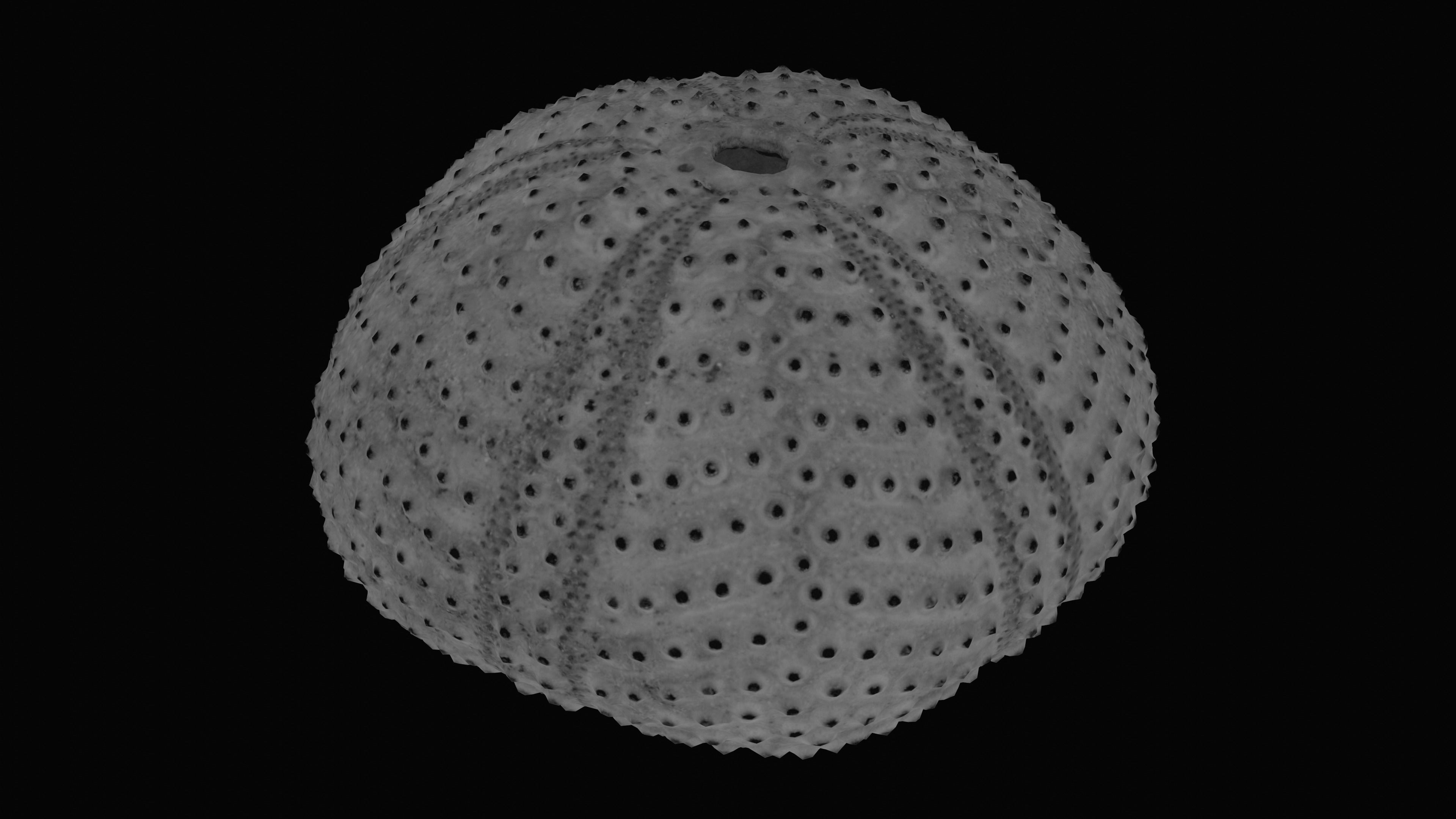 Sea Urchin Shell Low-poly 3D model_16