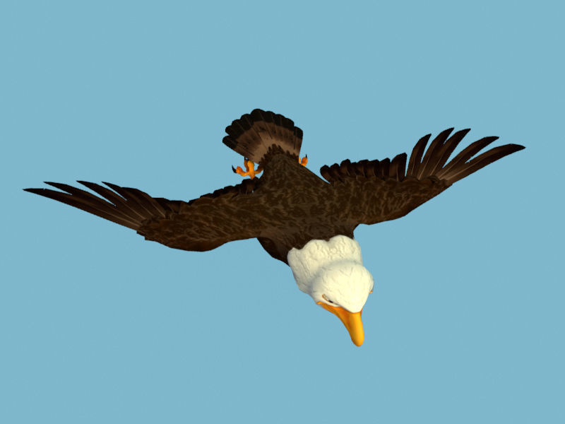 Eagle flying in sky 3D model_5