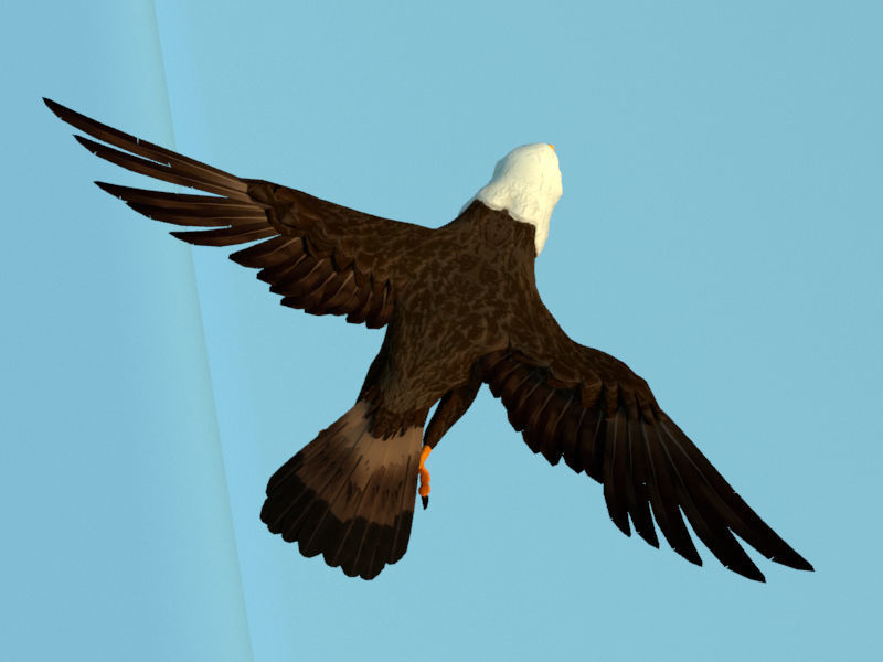 Eagle flying in sky 3D model_4