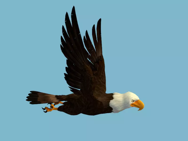 Eagle flying in sky 3D model_0
