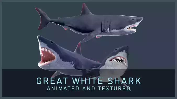 Animated Great White Shark Low-poly 3D model