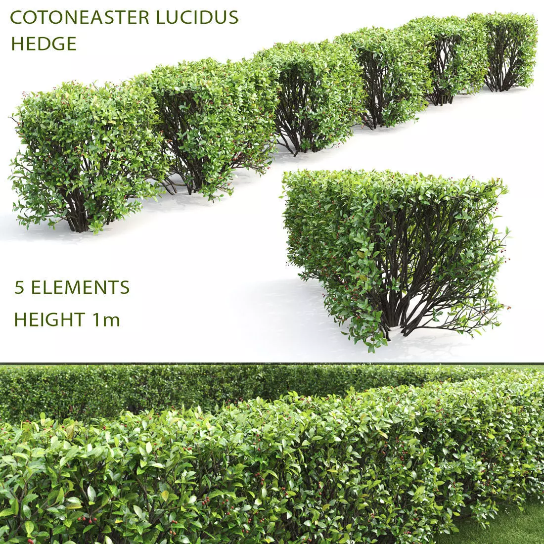 Cotoneaster lucidus hedge 04 3D model