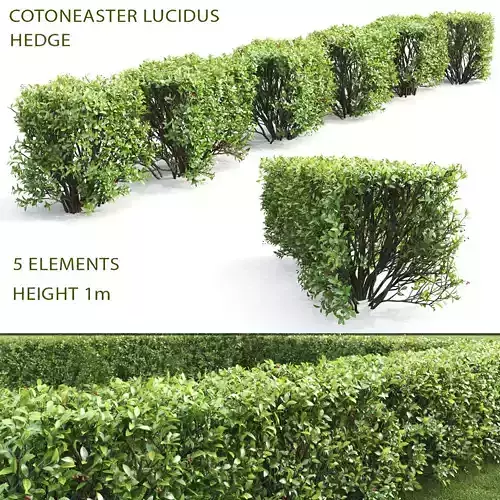 Cotoneaster lucidus hedge 04 3D model