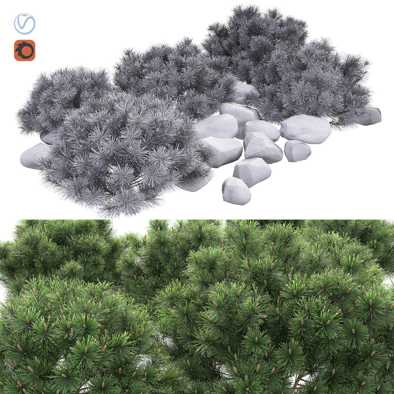 Pinus mugo Pumilio 3D model_1