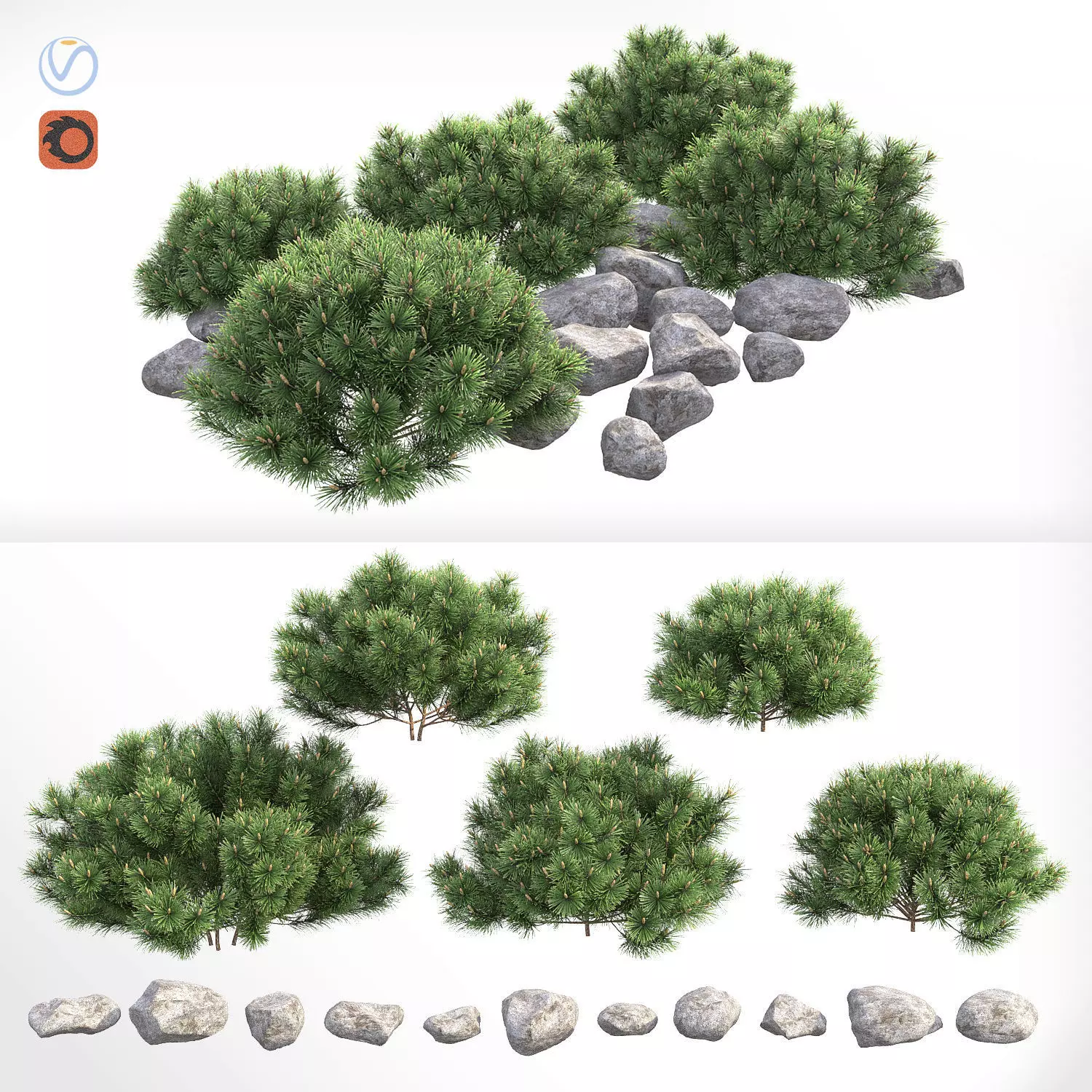 Pinus mugo Pumilio 3D model_0
