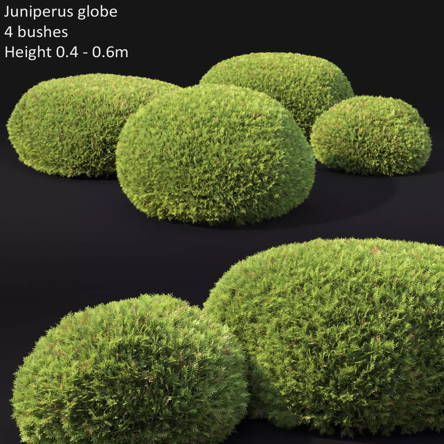 Juniperus globe 01 3D model