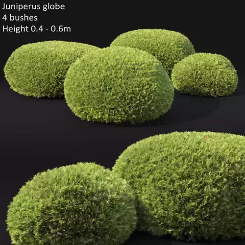 Juniperus globe 01