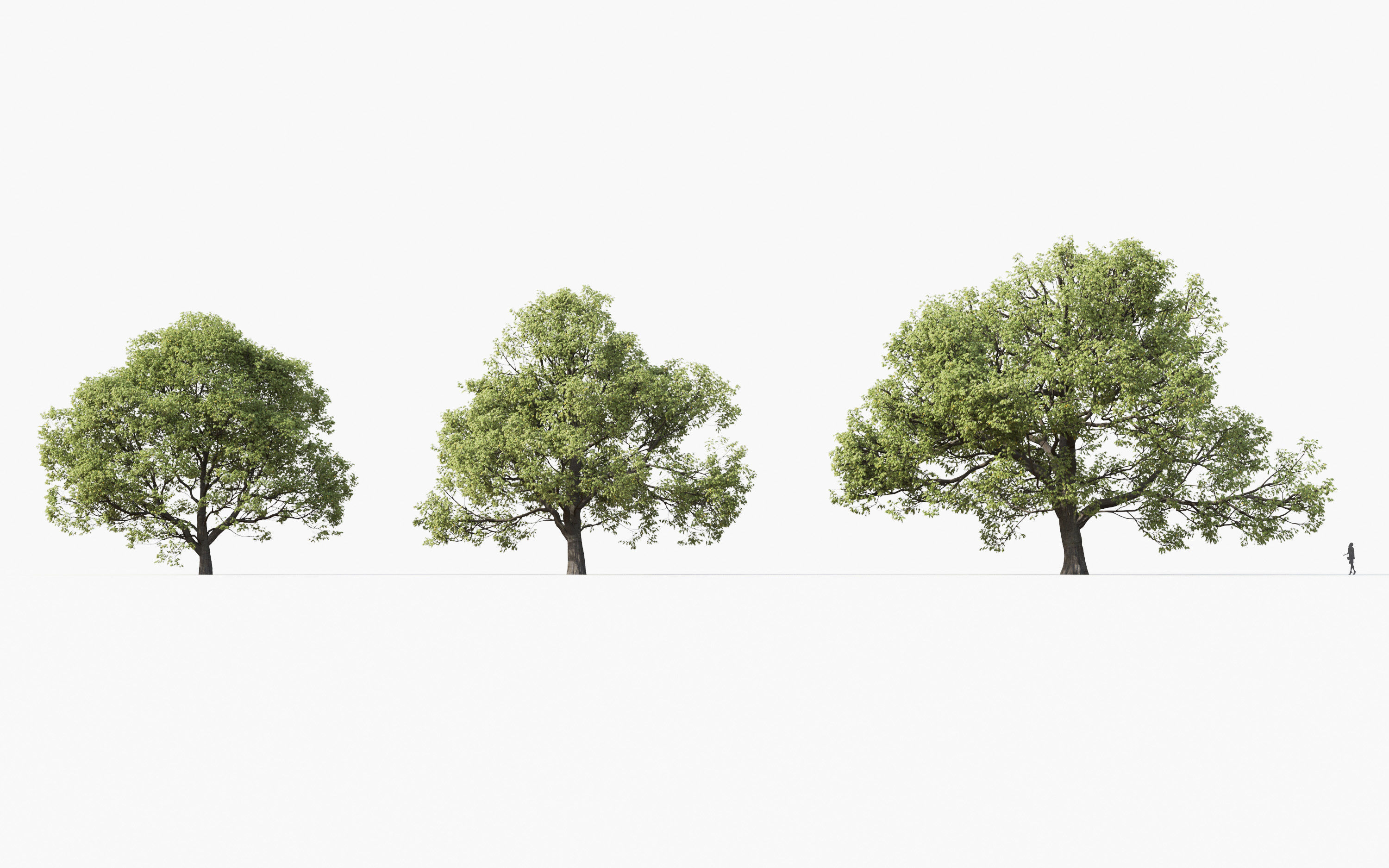 Big tree Collection - Include GrowFX and Mesh file 3D model_14
