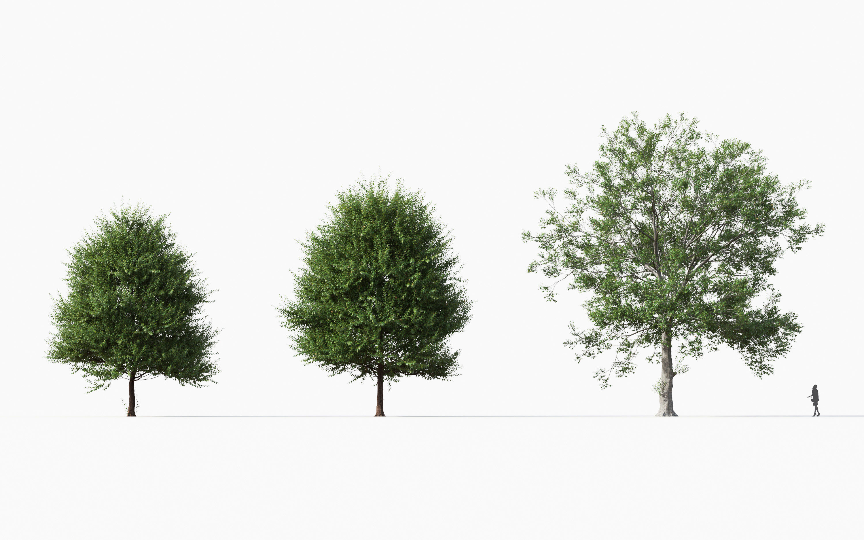 Big tree Collection - Include GrowFX and Mesh file 3D model_21