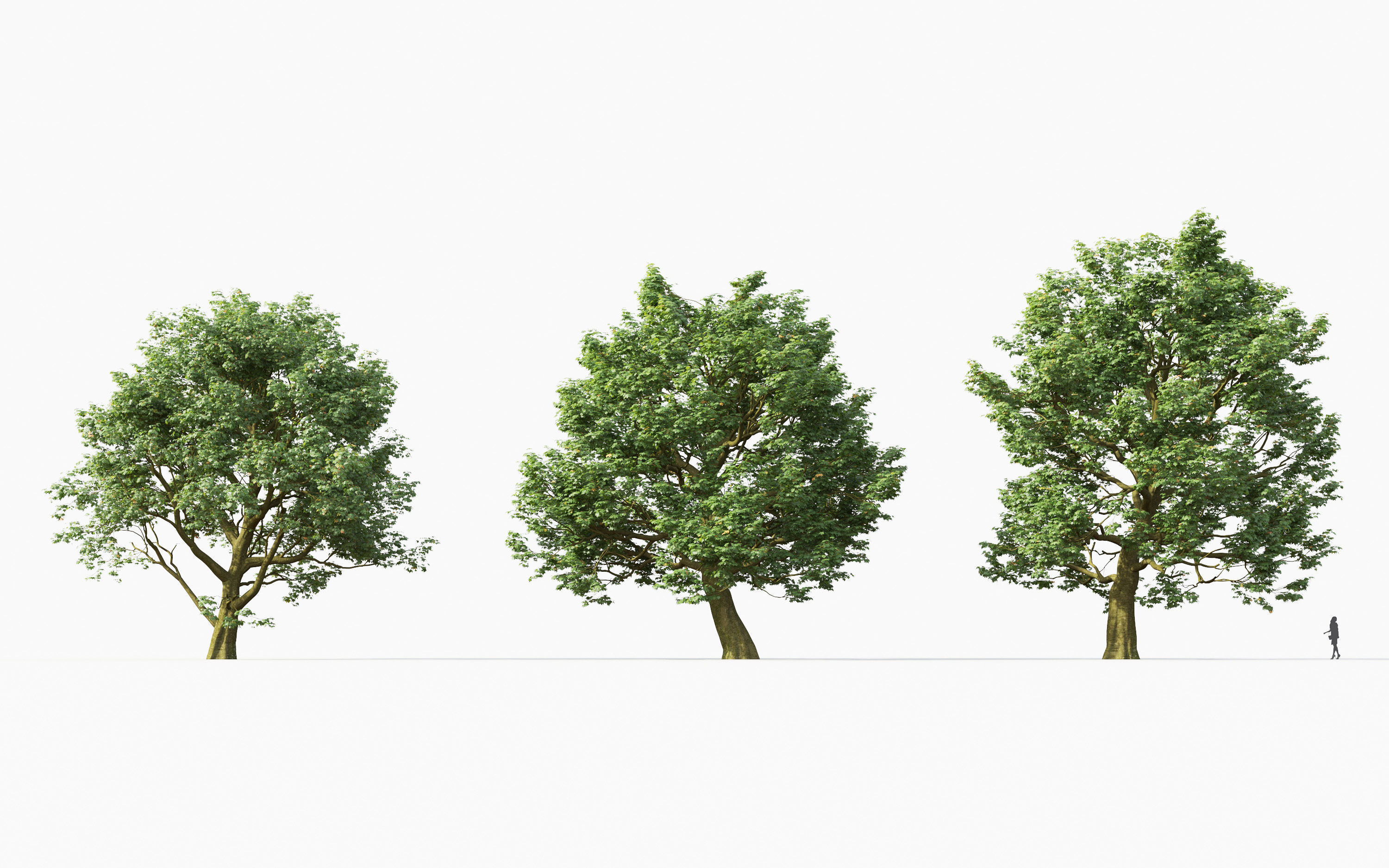Big tree Collection - Include GrowFX and Mesh file 3D model_5