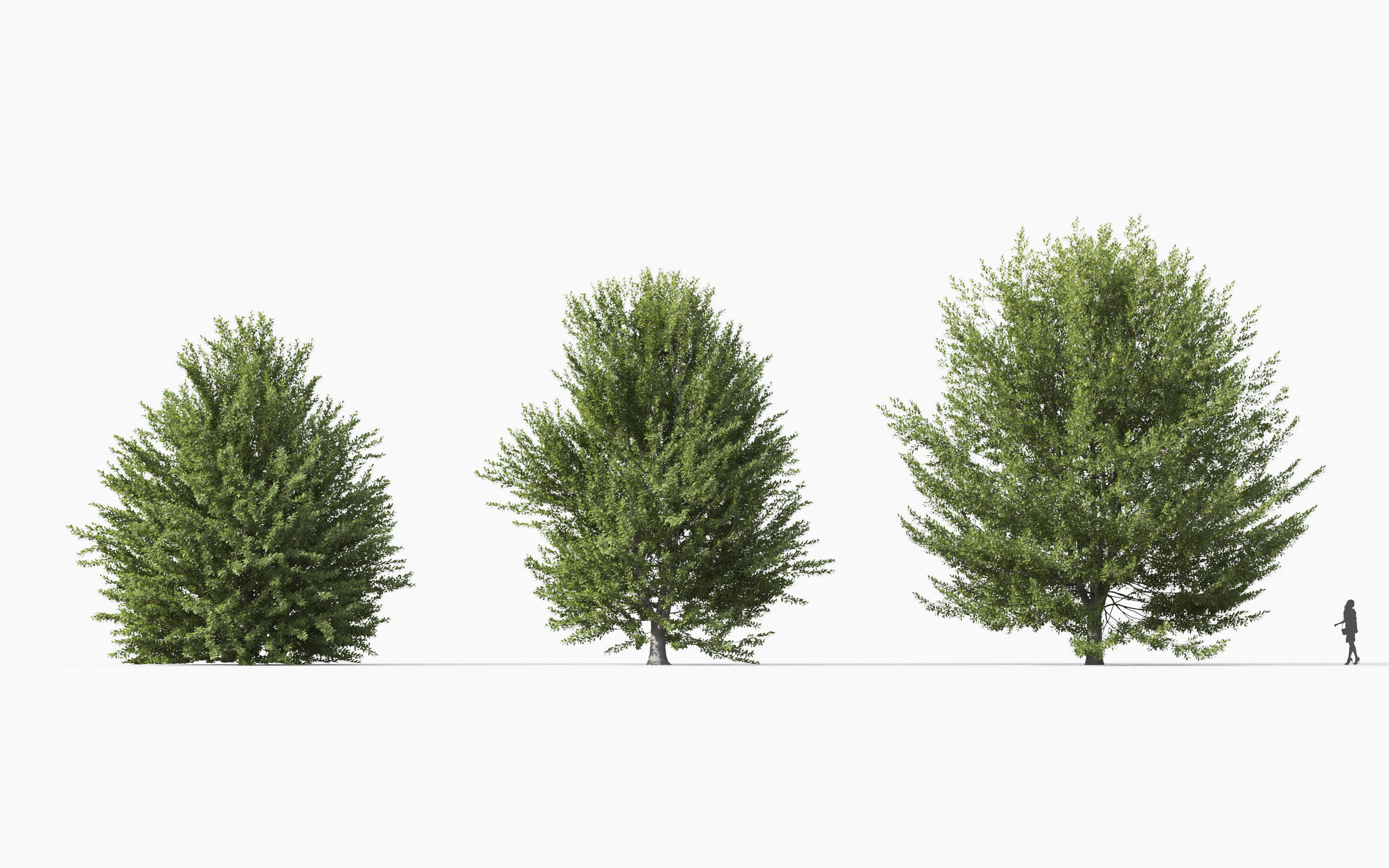 Big tree Collection - Include GrowFX and Mesh file 3D model_15