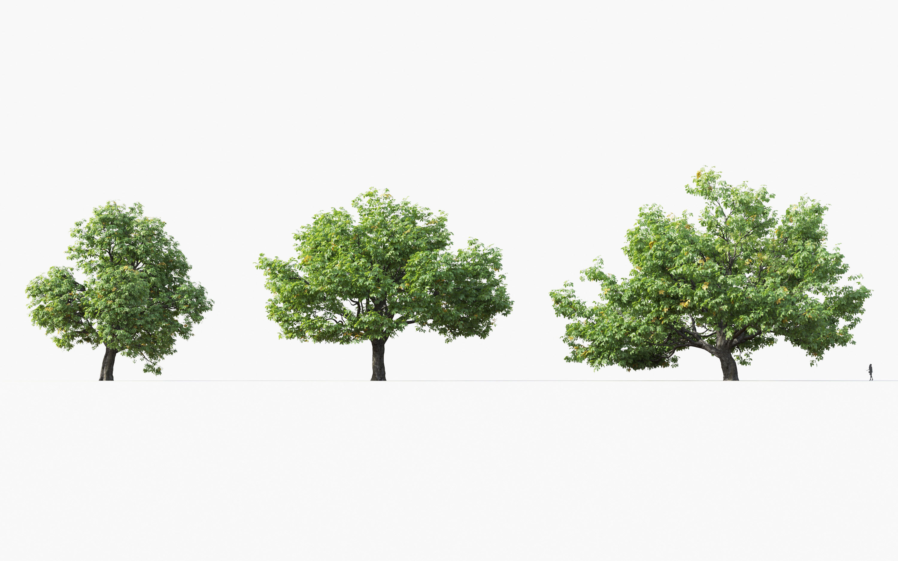 Big tree Collection - Include GrowFX and Mesh file 3D model_8