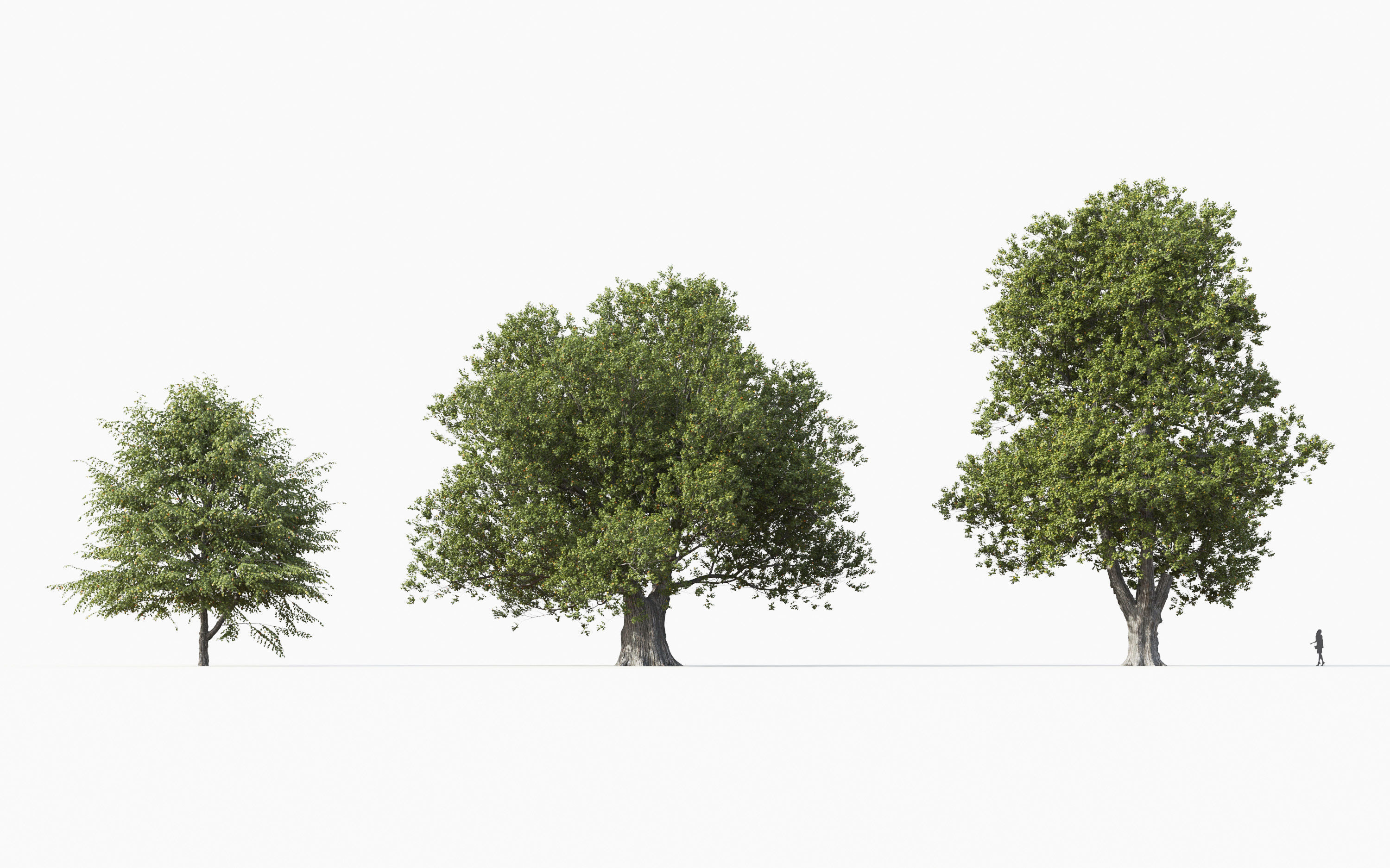 Big tree Collection - Include GrowFX and Mesh file 3D model_20