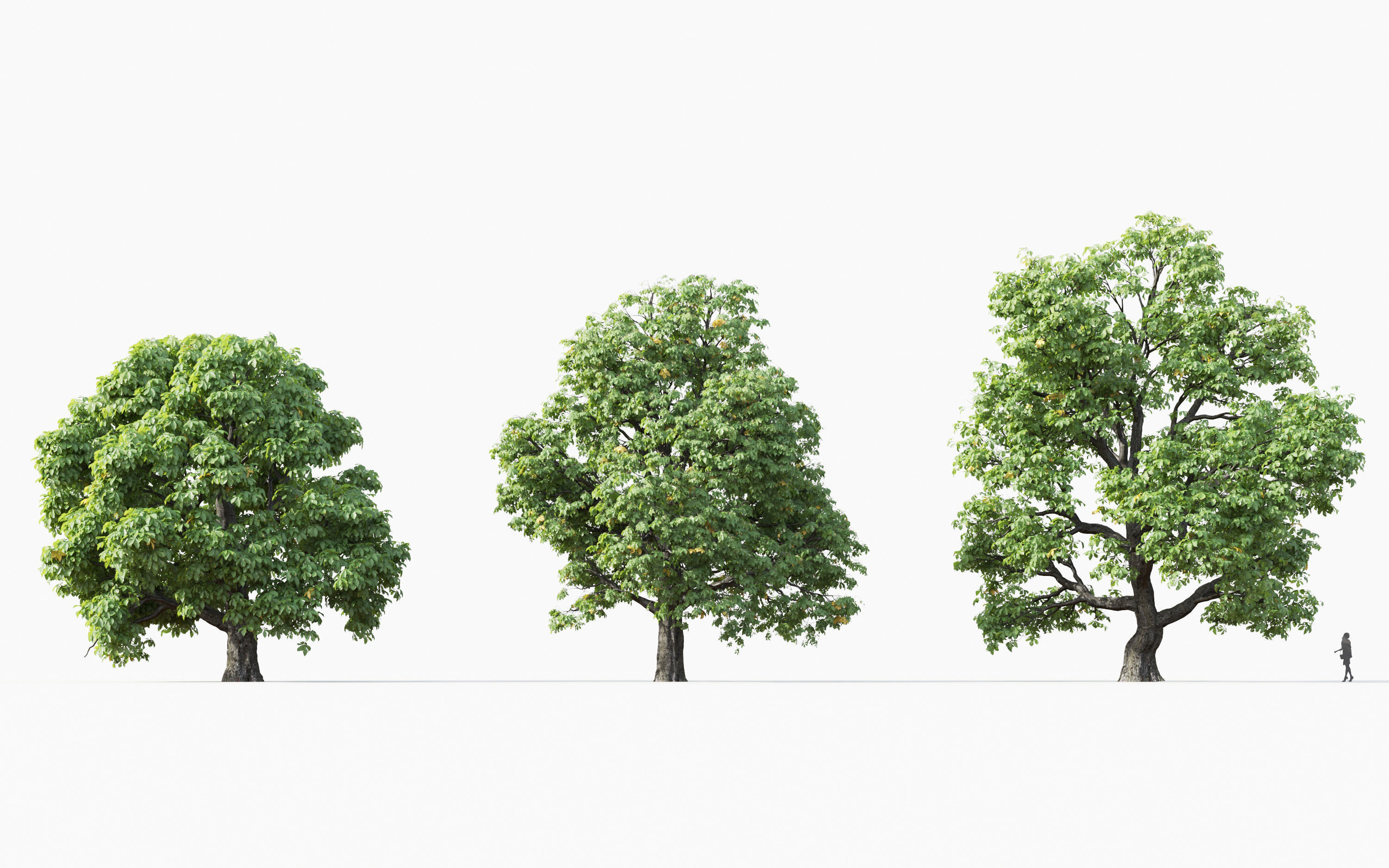 Big tree Collection - Include GrowFX and Mesh file 3D model_7