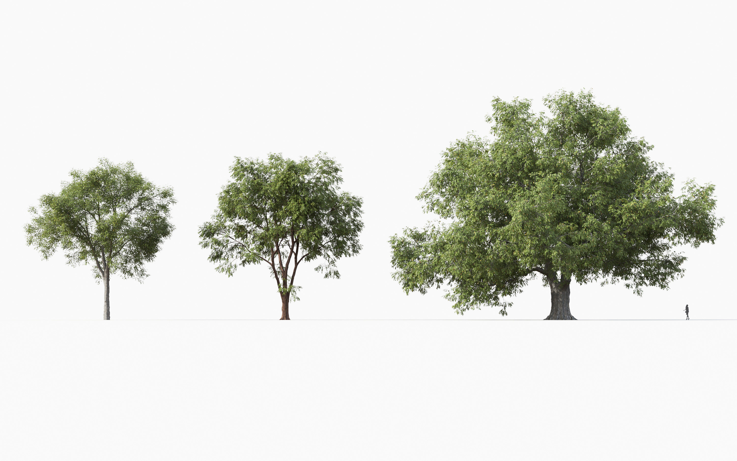 Big tree Collection - Include GrowFX and Mesh file 3D model_12