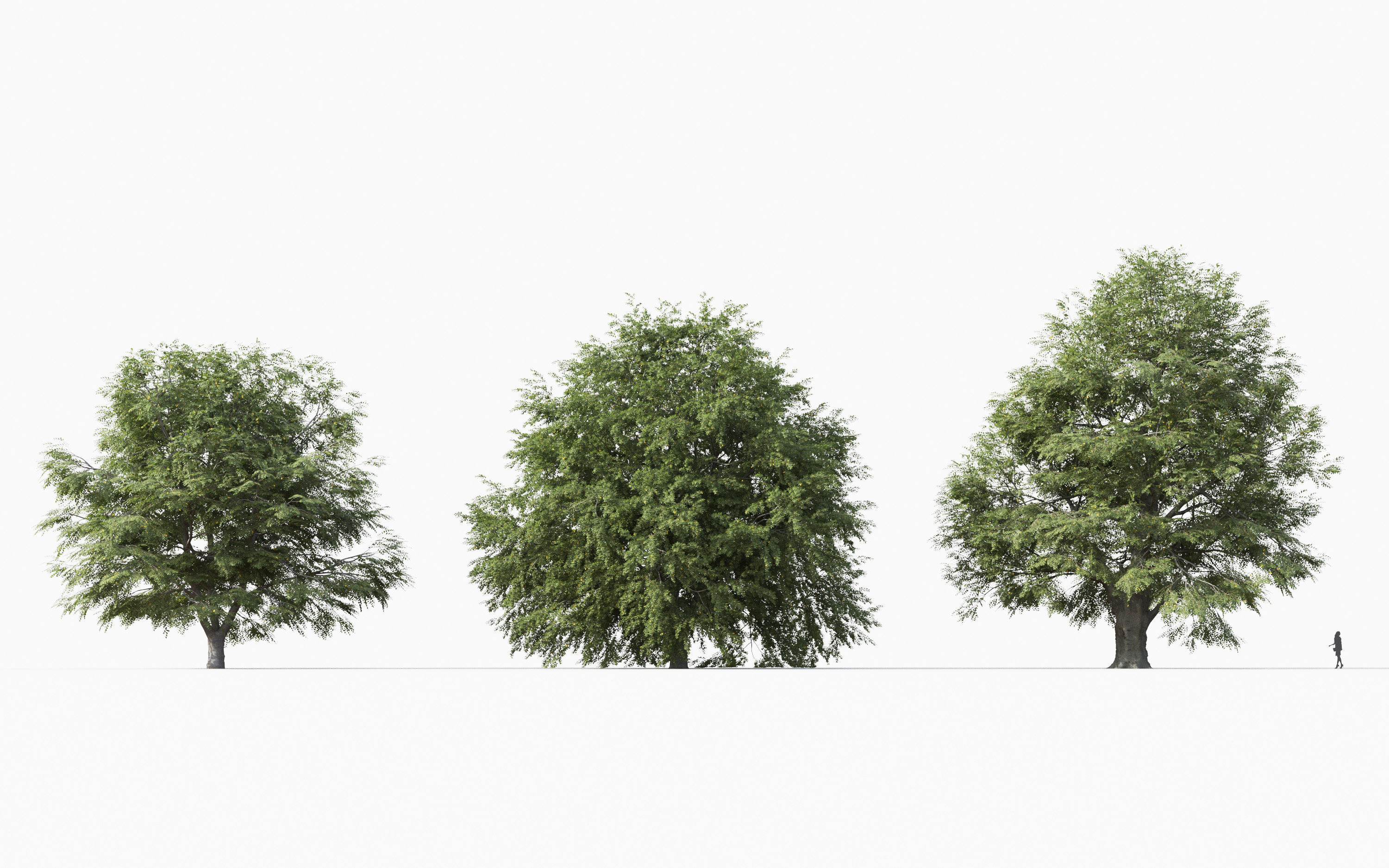 Big tree Collection - Include GrowFX and Mesh file 3D model_16
