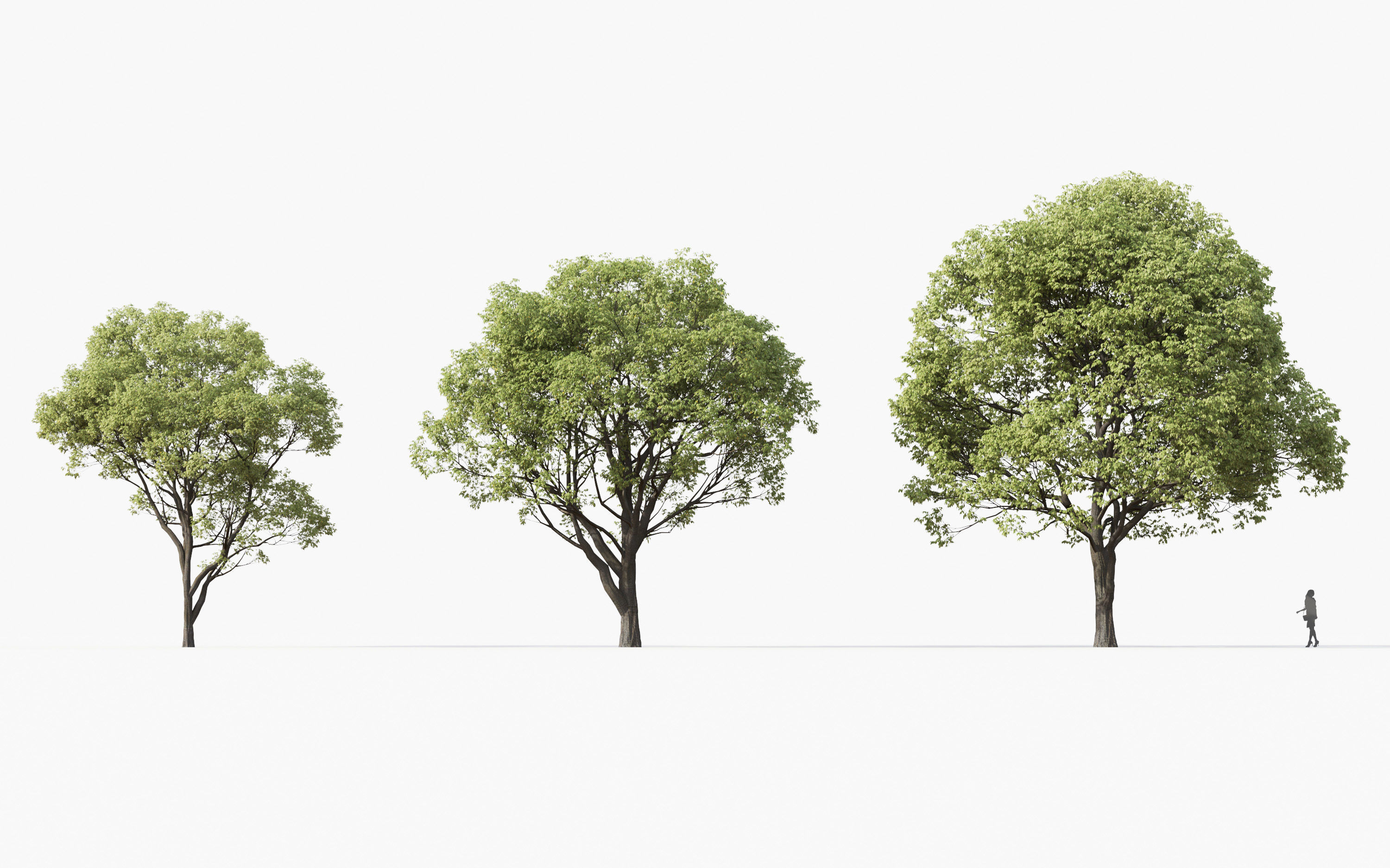 Big tree Collection - Include GrowFX and Mesh file 3D model_13