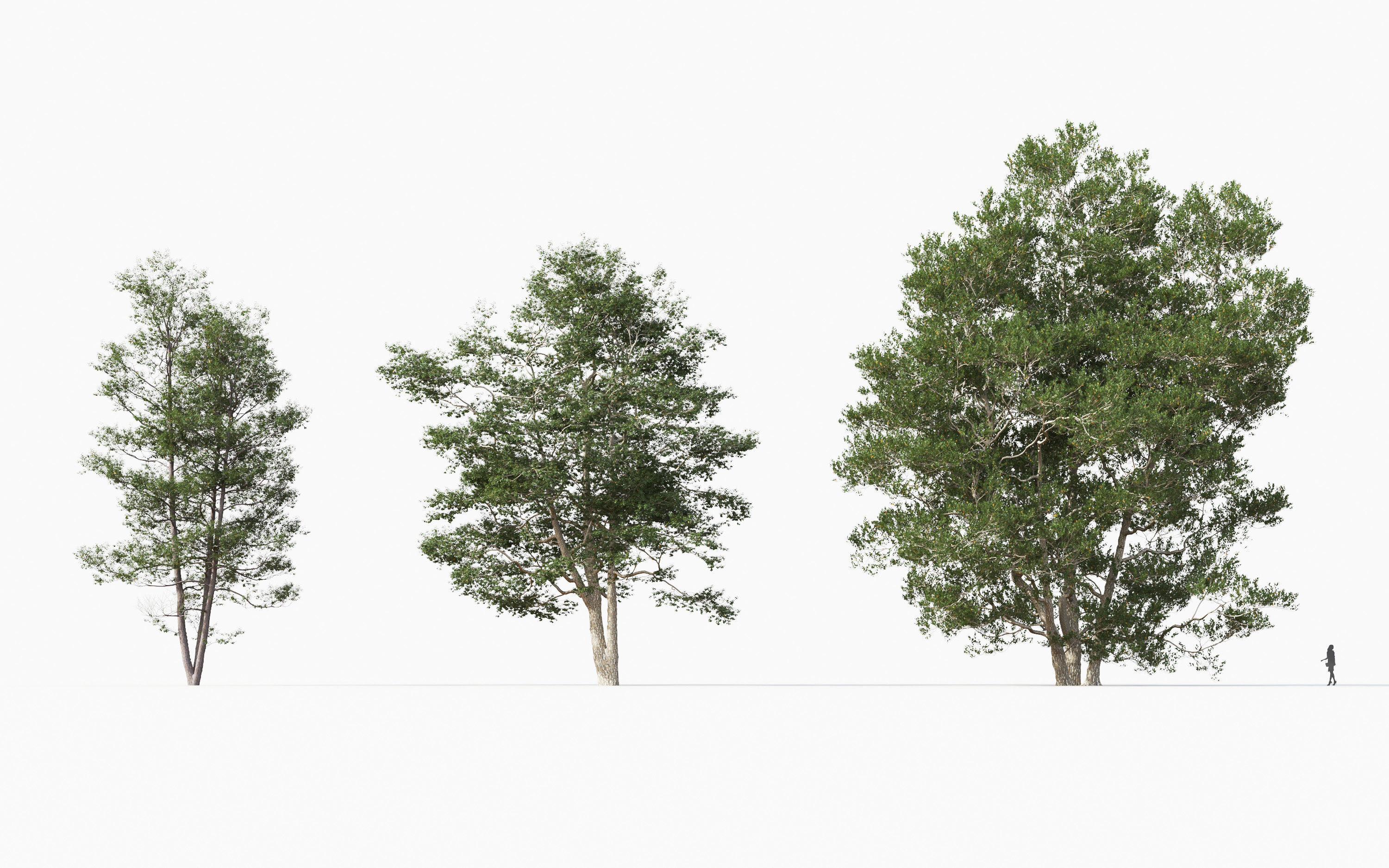 Big tree Collection - Include GrowFX and Mesh file 3D model_10