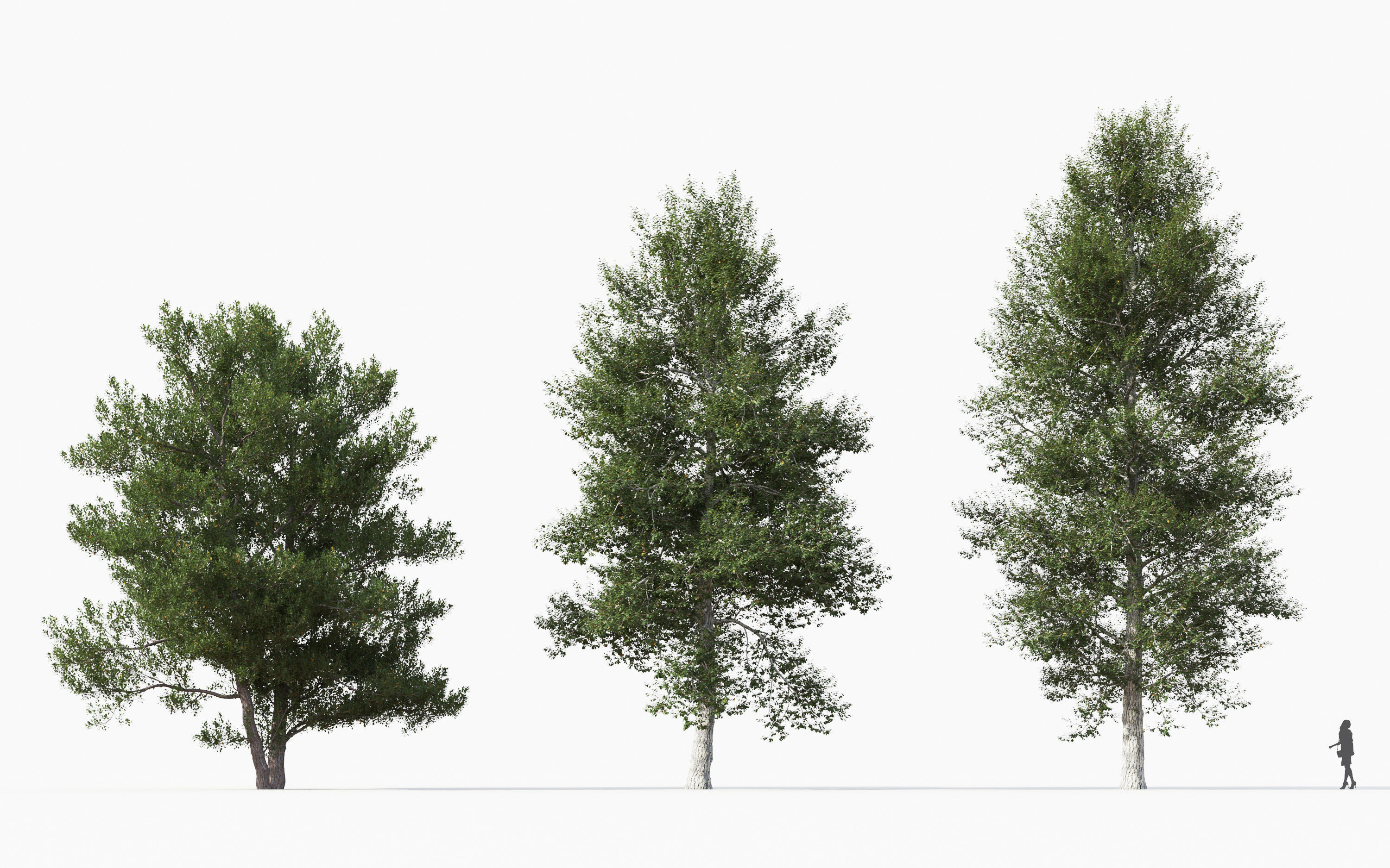 Big tree Collection - Include GrowFX and Mesh file 3D model_9