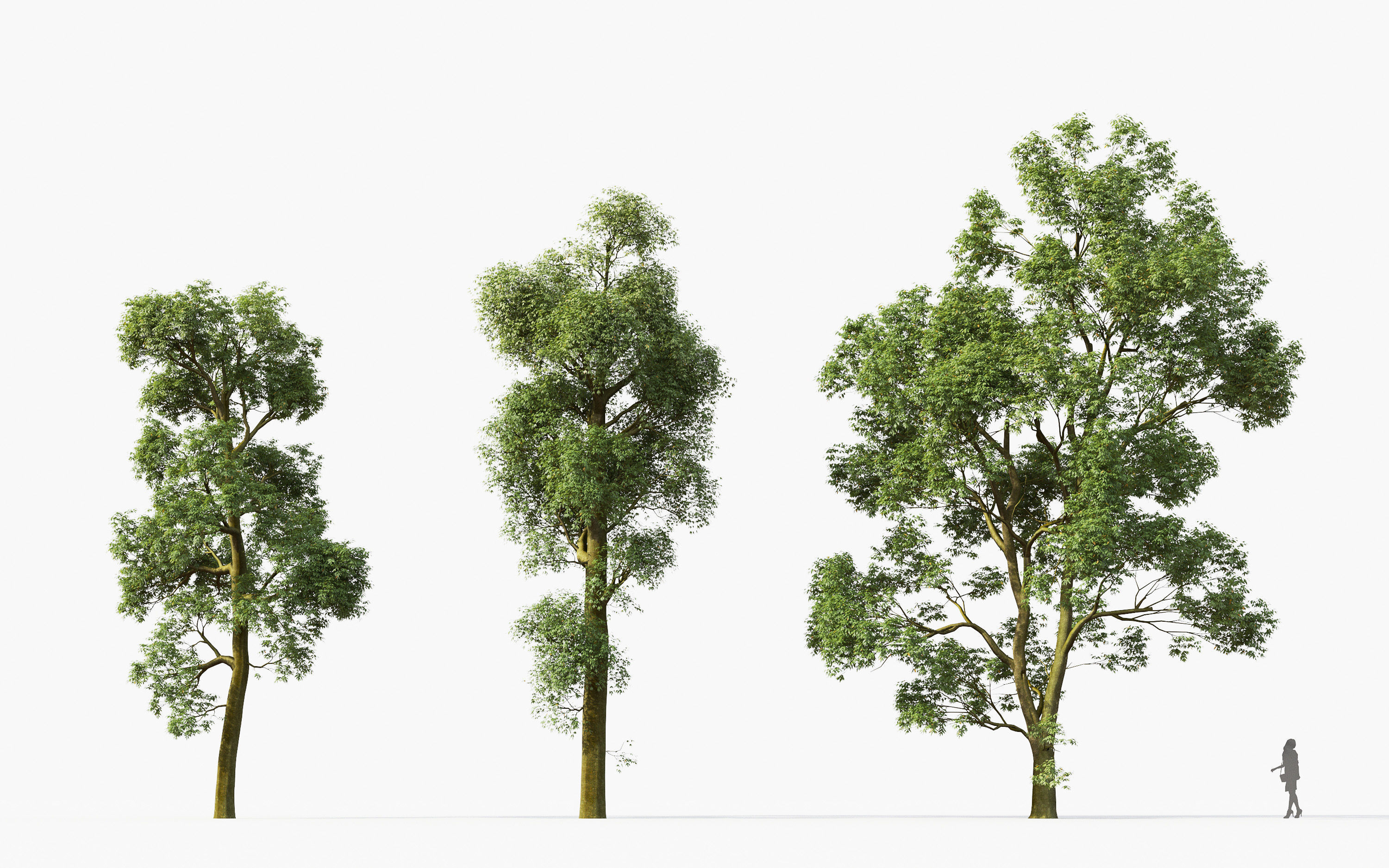 Big tree Collection - Include GrowFX and Mesh file 3D model_17