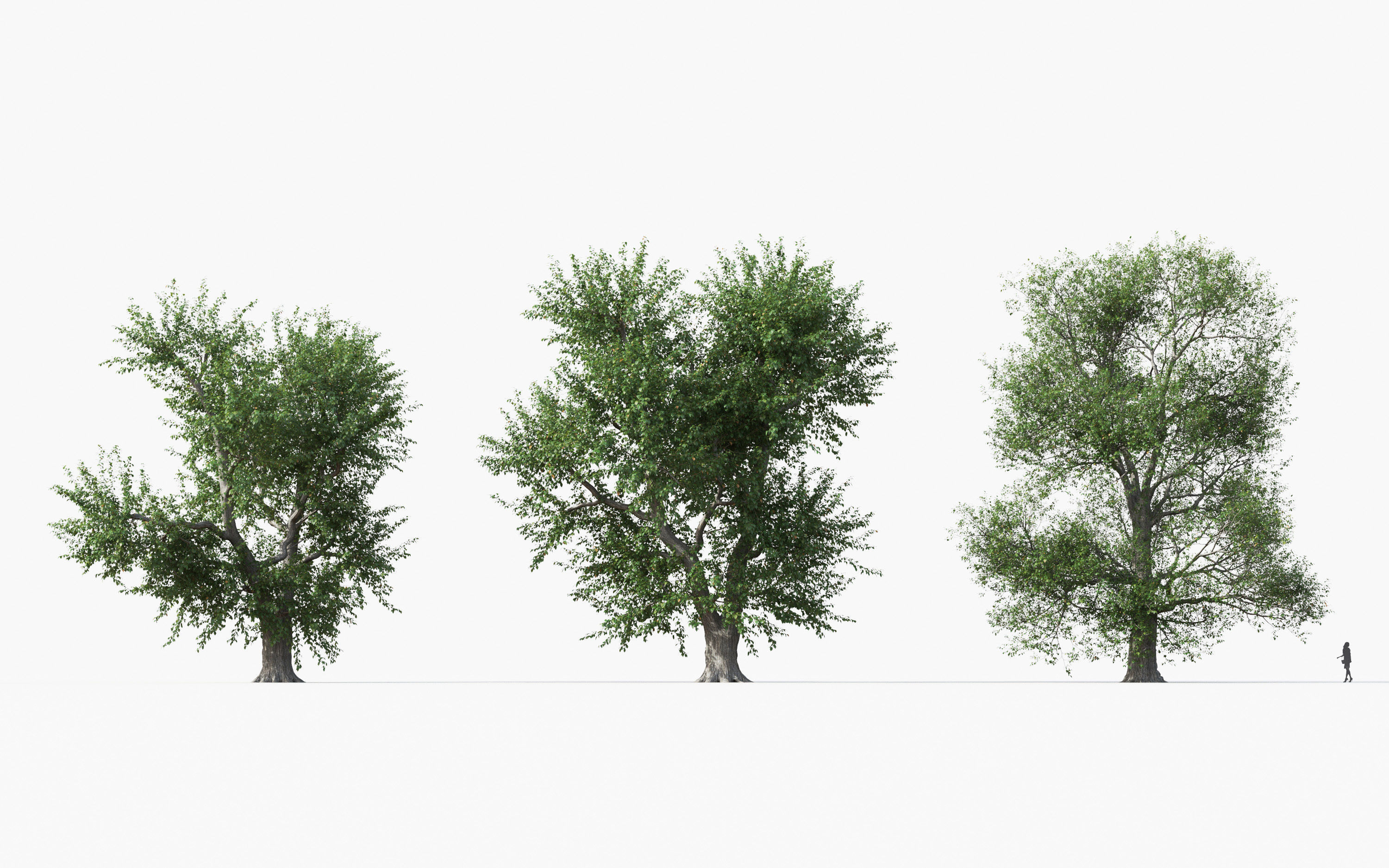 Big tree Collection - Include GrowFX and Mesh file 3D model_22