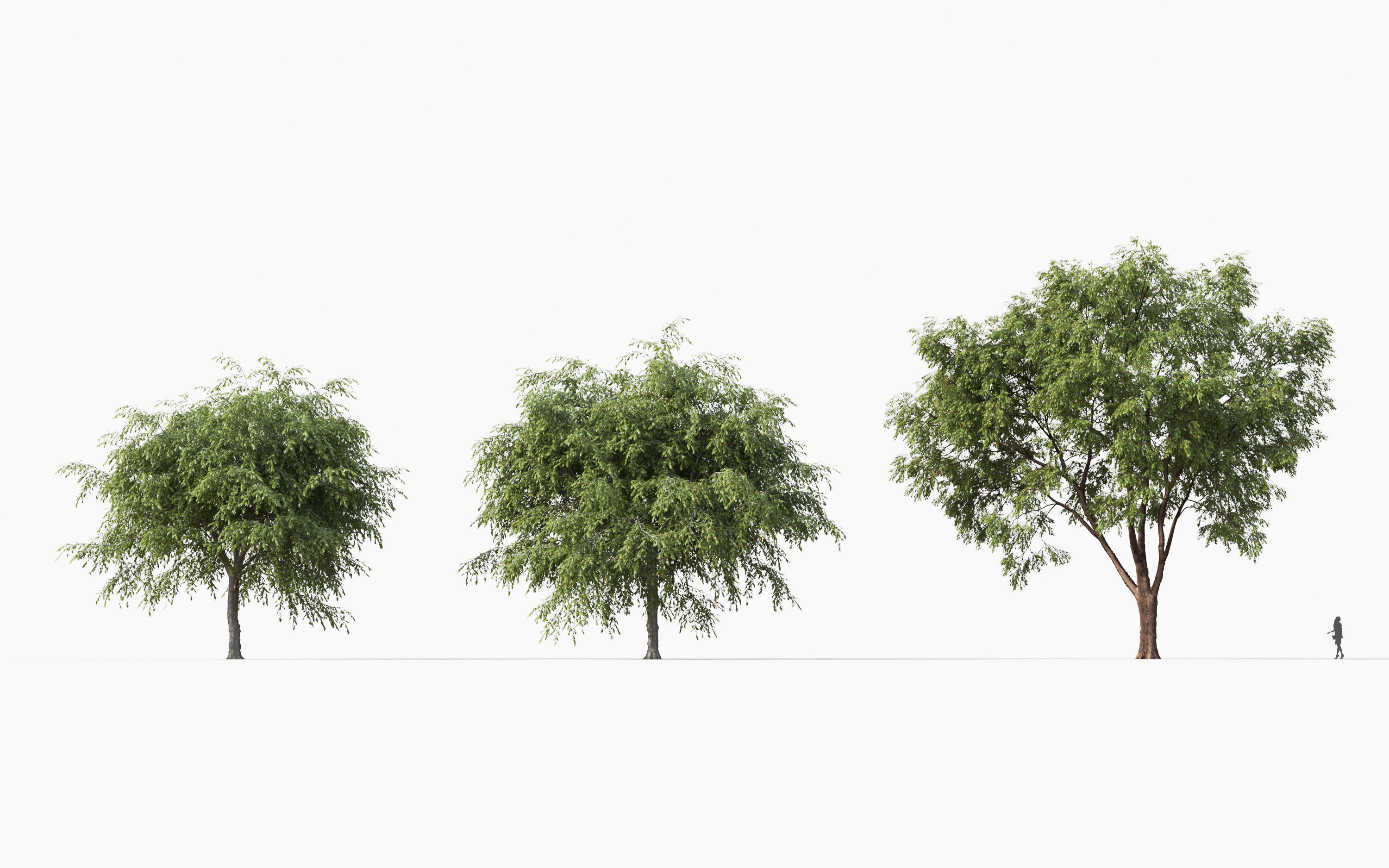 Big tree Collection - Include GrowFX and Mesh file 3D model_11