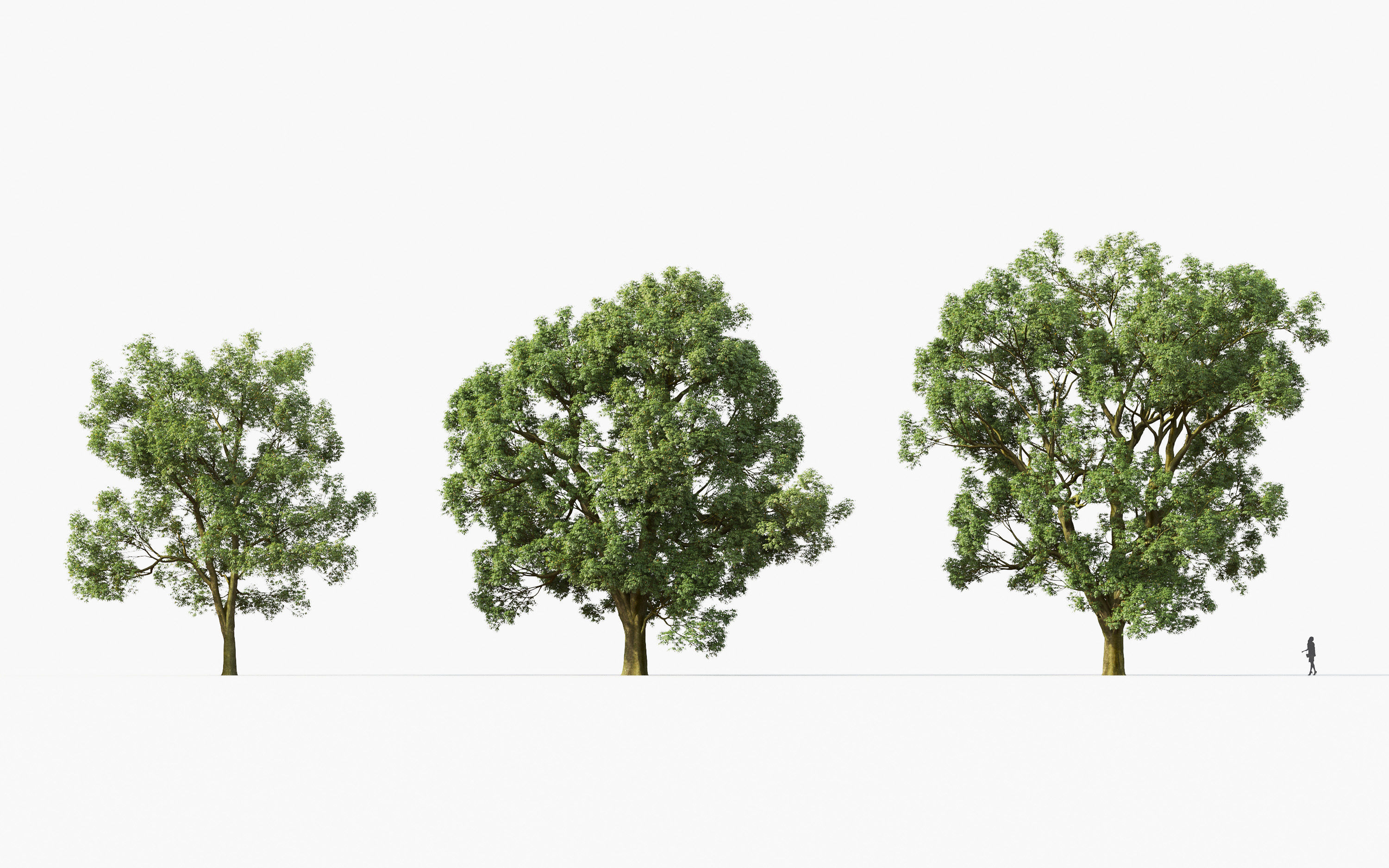Big tree Collection - Include GrowFX and Mesh file 3D model_18