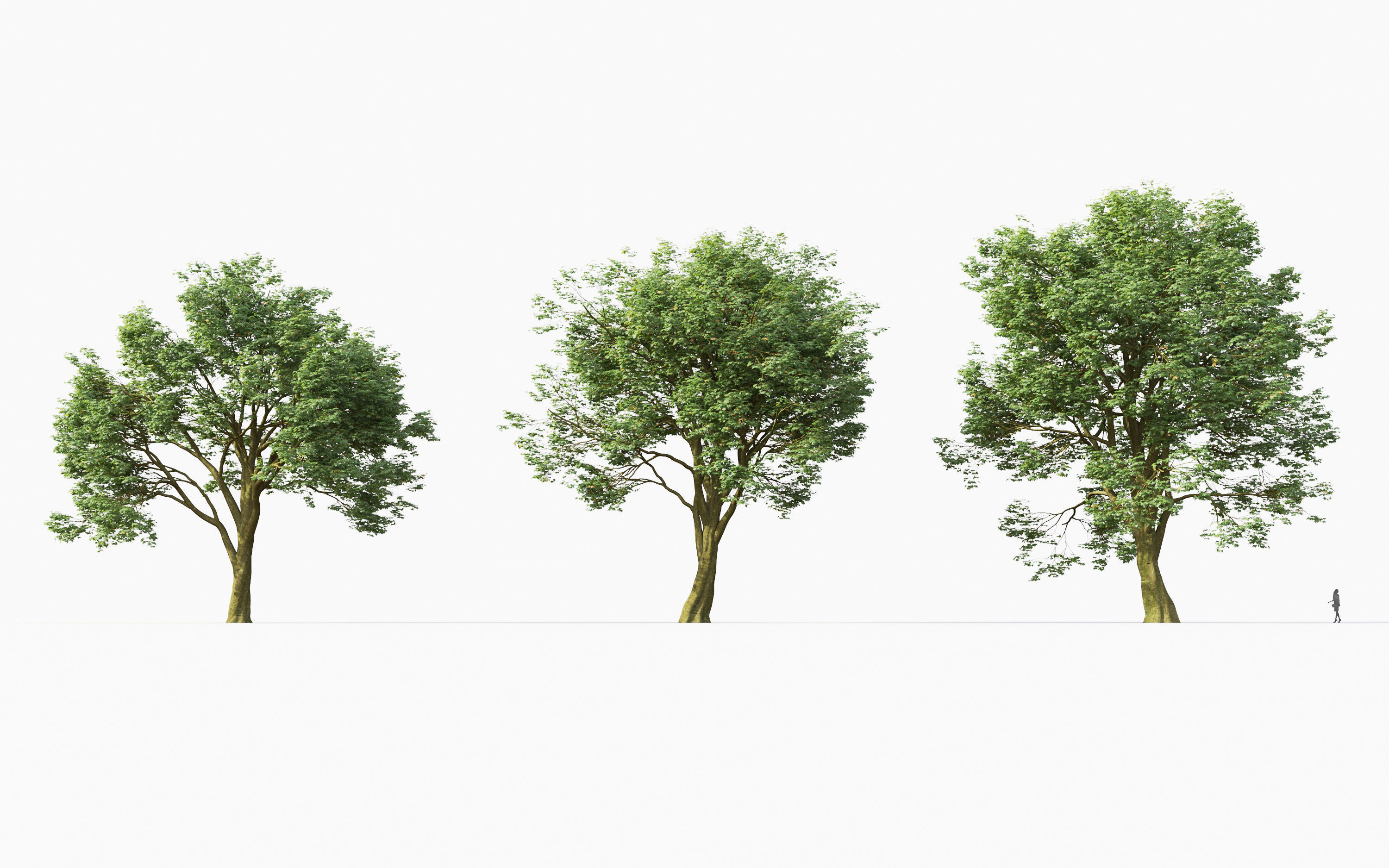Big tree Collection - Include GrowFX and Mesh file 3D model_6