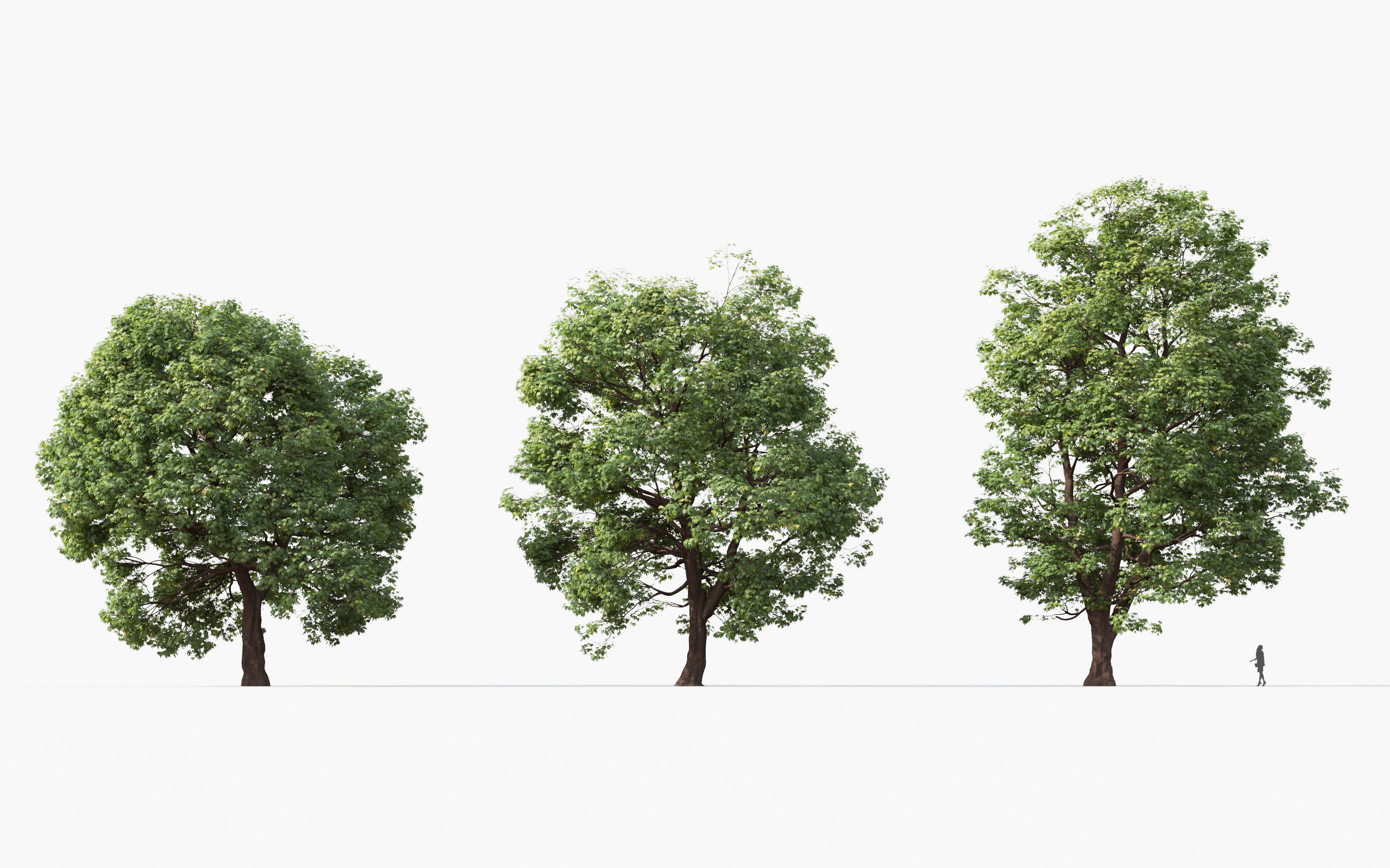 Big tree Collection - Include GrowFX and Mesh file 3D model_3