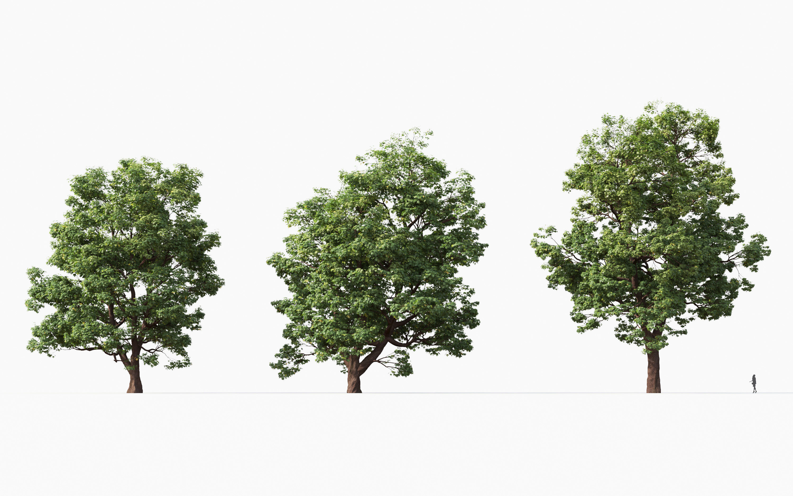 Big tree Collection - Include GrowFX and Mesh file 3D model_4