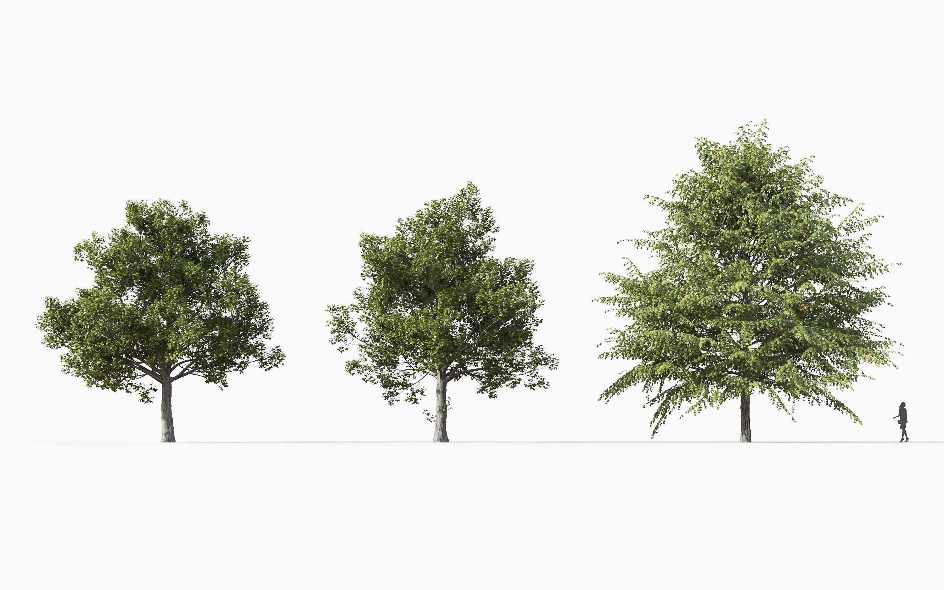 Big tree Collection - Include GrowFX and Mesh file 3D model_19