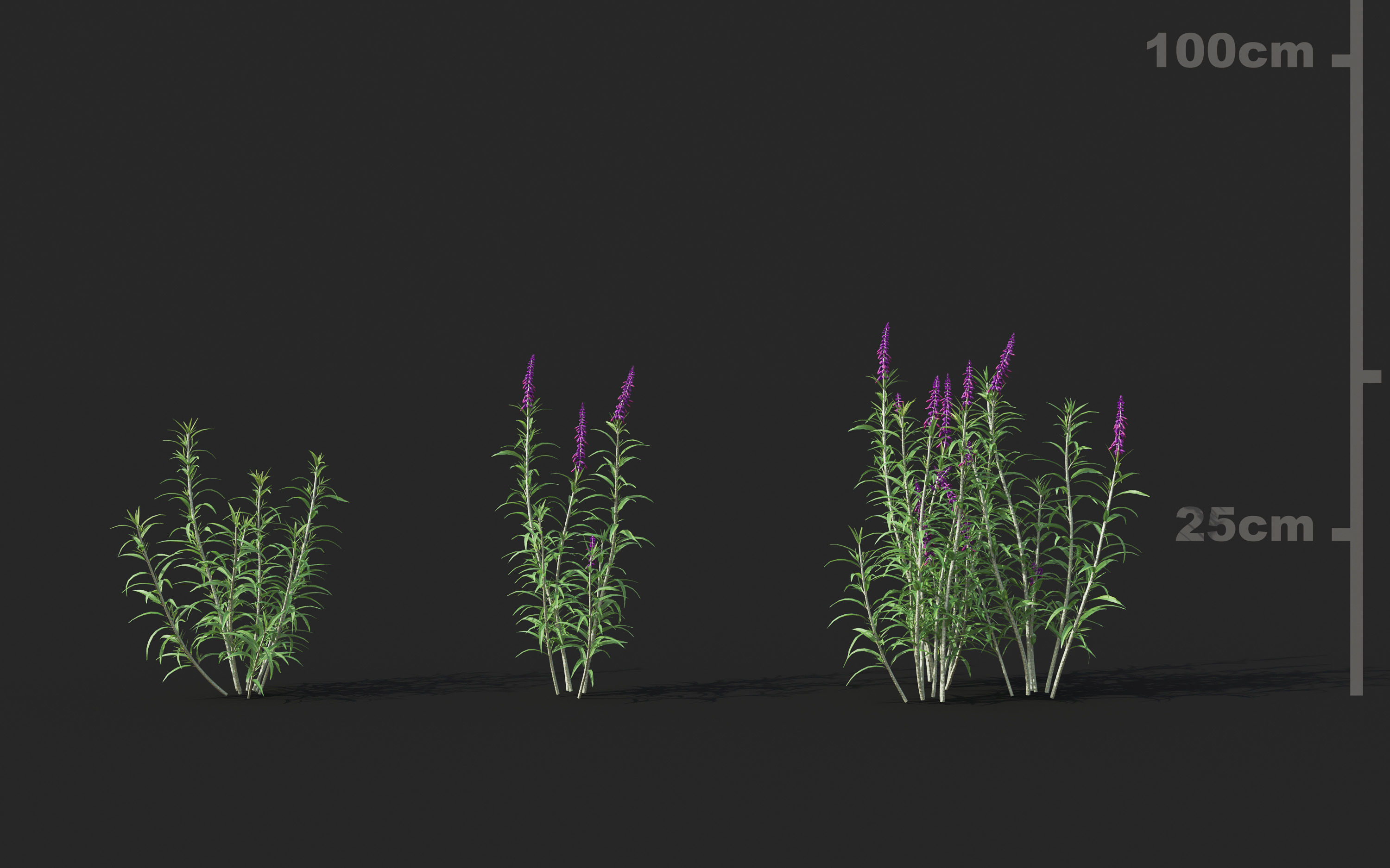 Garden shrub flowers Collection- Include GrowFX and Mesh file  3D model_24