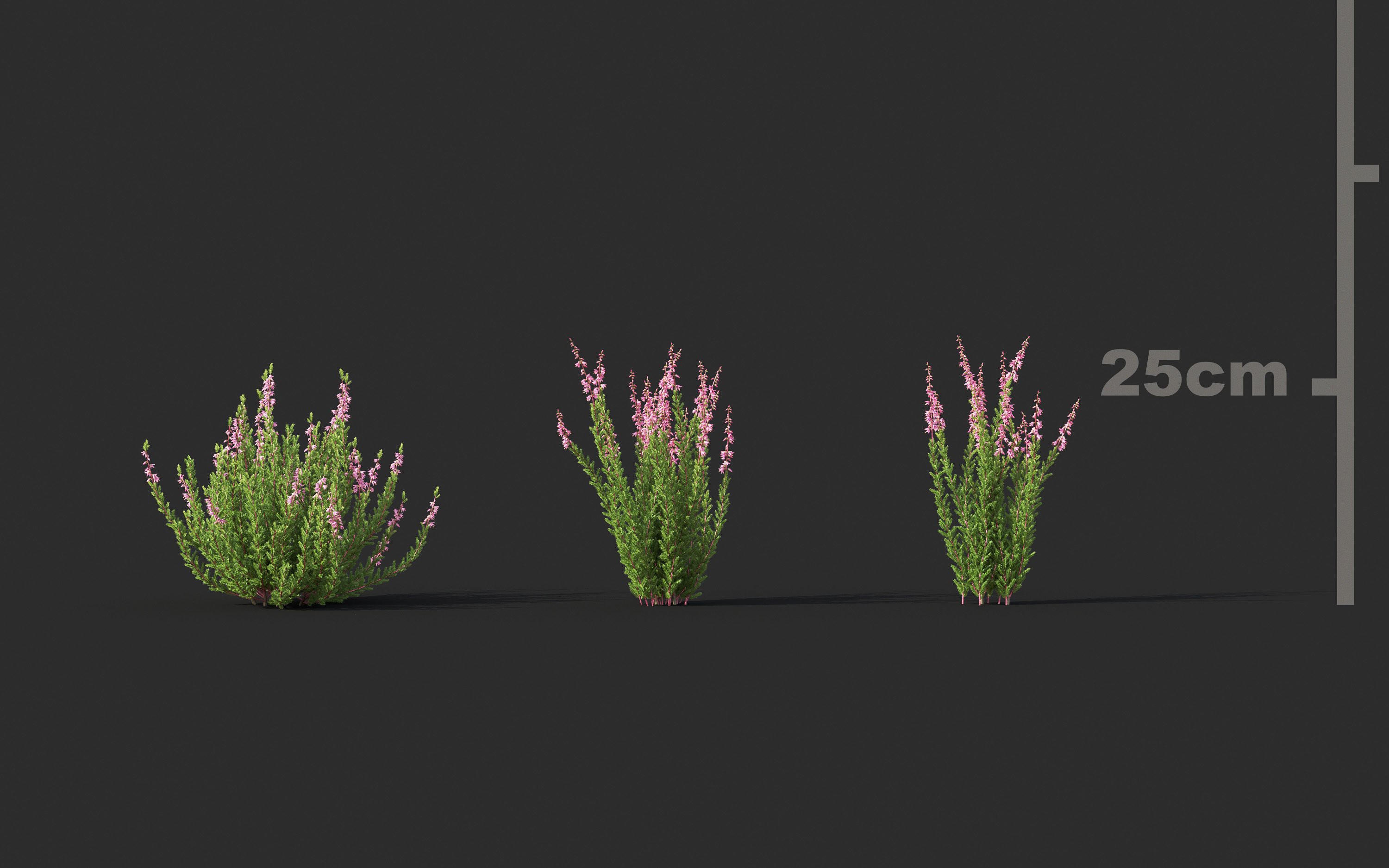 Garden shrub flowers Collection- Include GrowFX and Mesh file  3D model_10