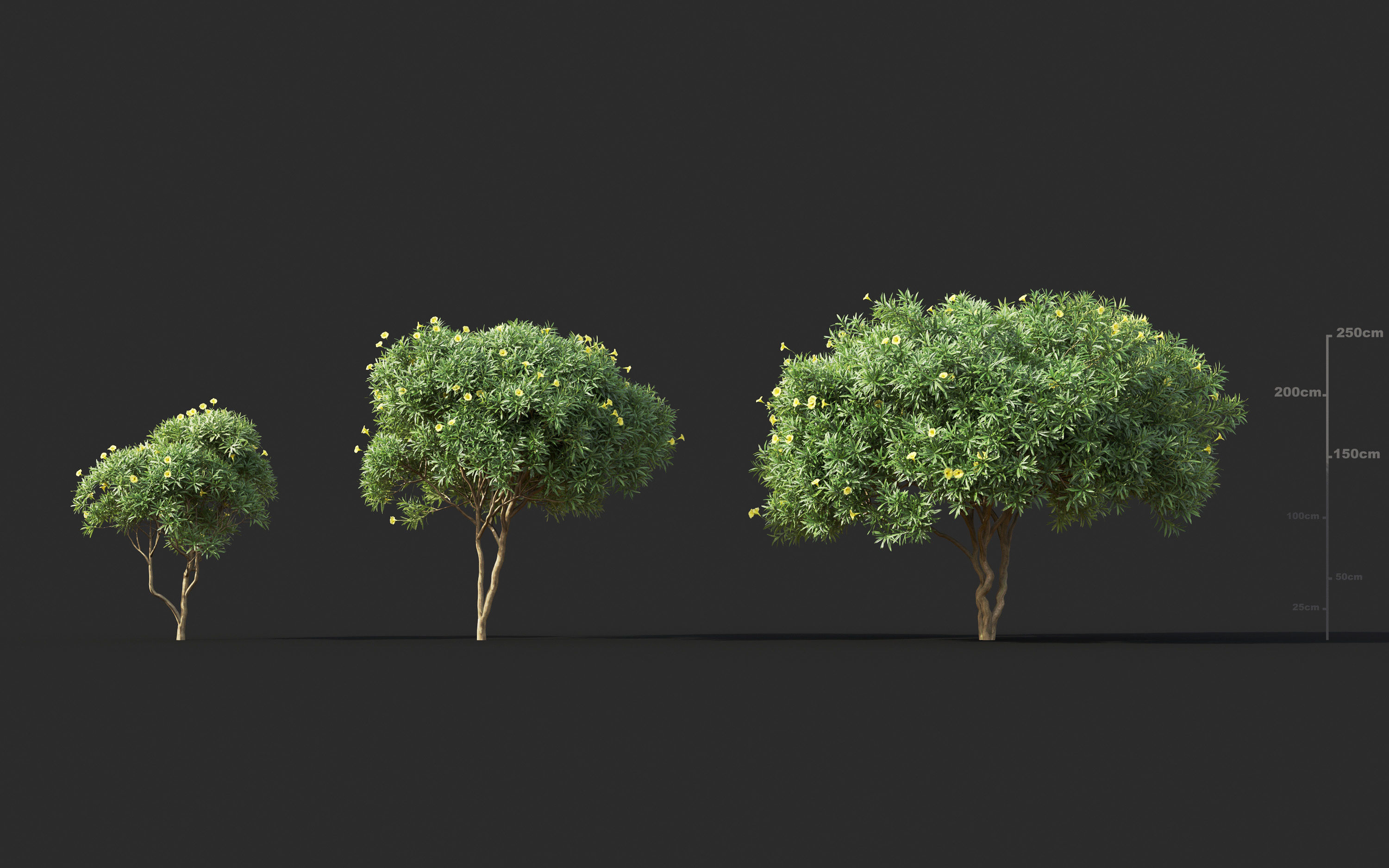 Garden shrub flowers Collection- Include GrowFX and Mesh file  3D model_14