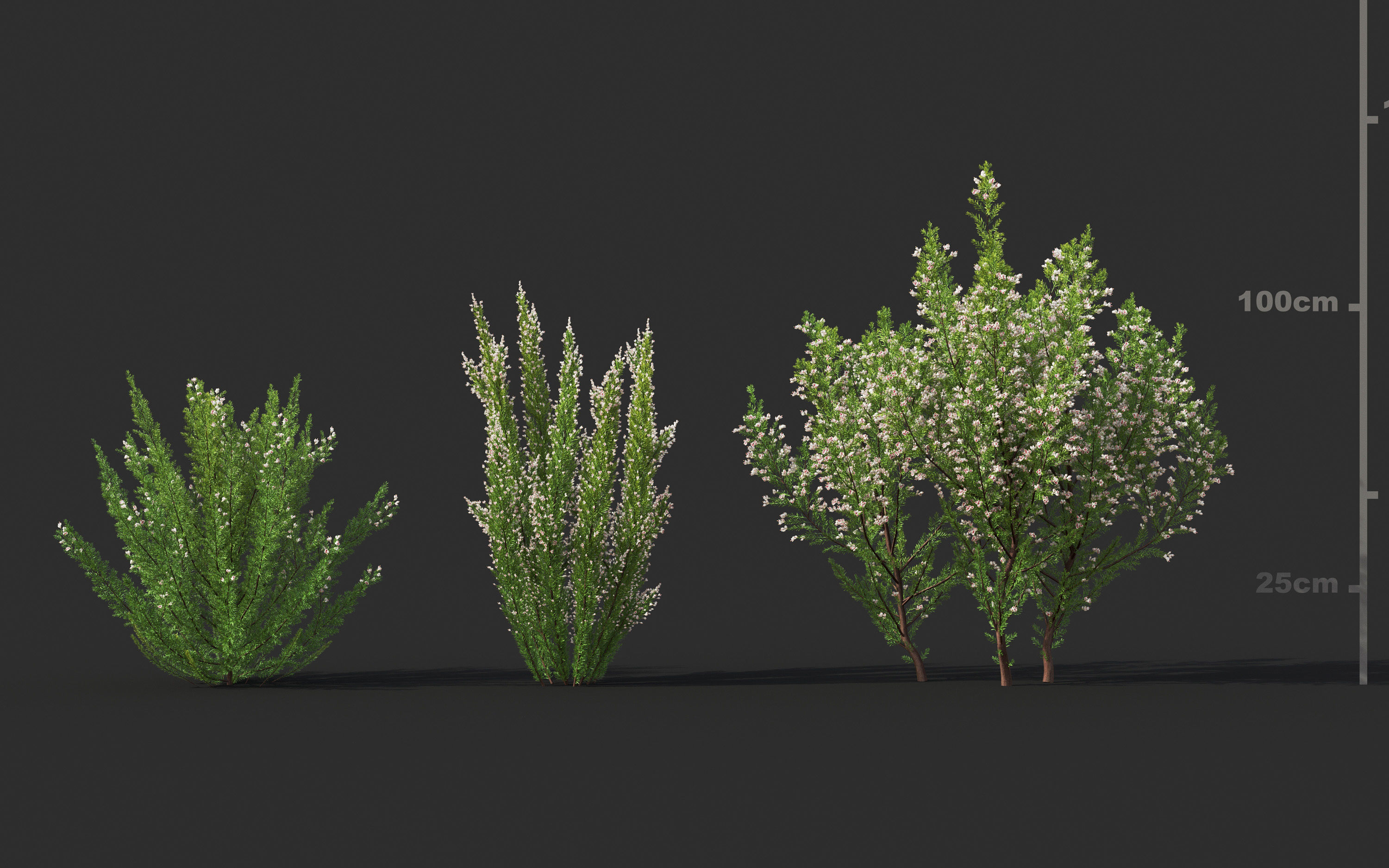 Garden shrub flowers Collection- Include GrowFX and Mesh file  3D model_17