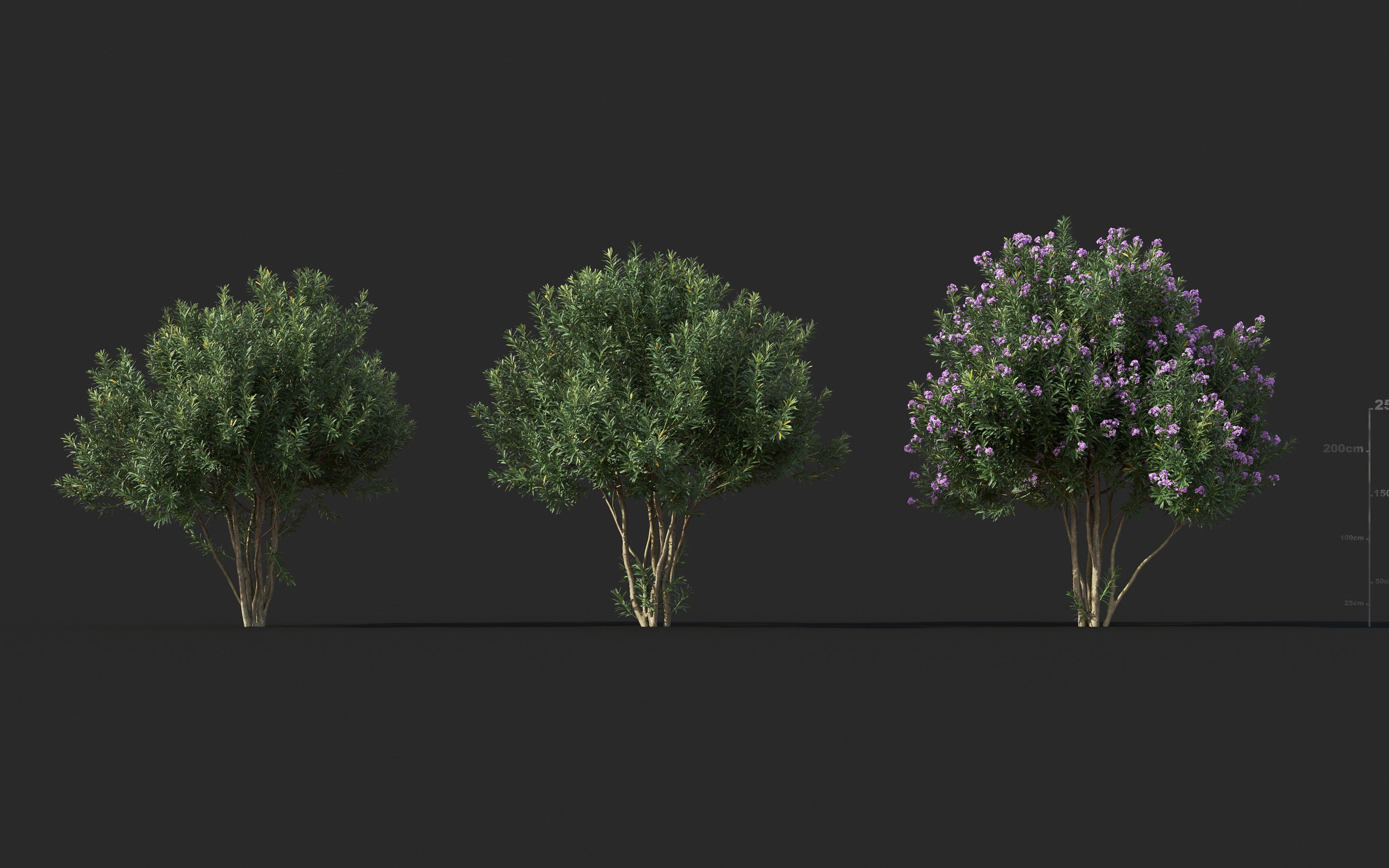Garden shrub flowers Collection- Include GrowFX and Mesh file  3D model_32
