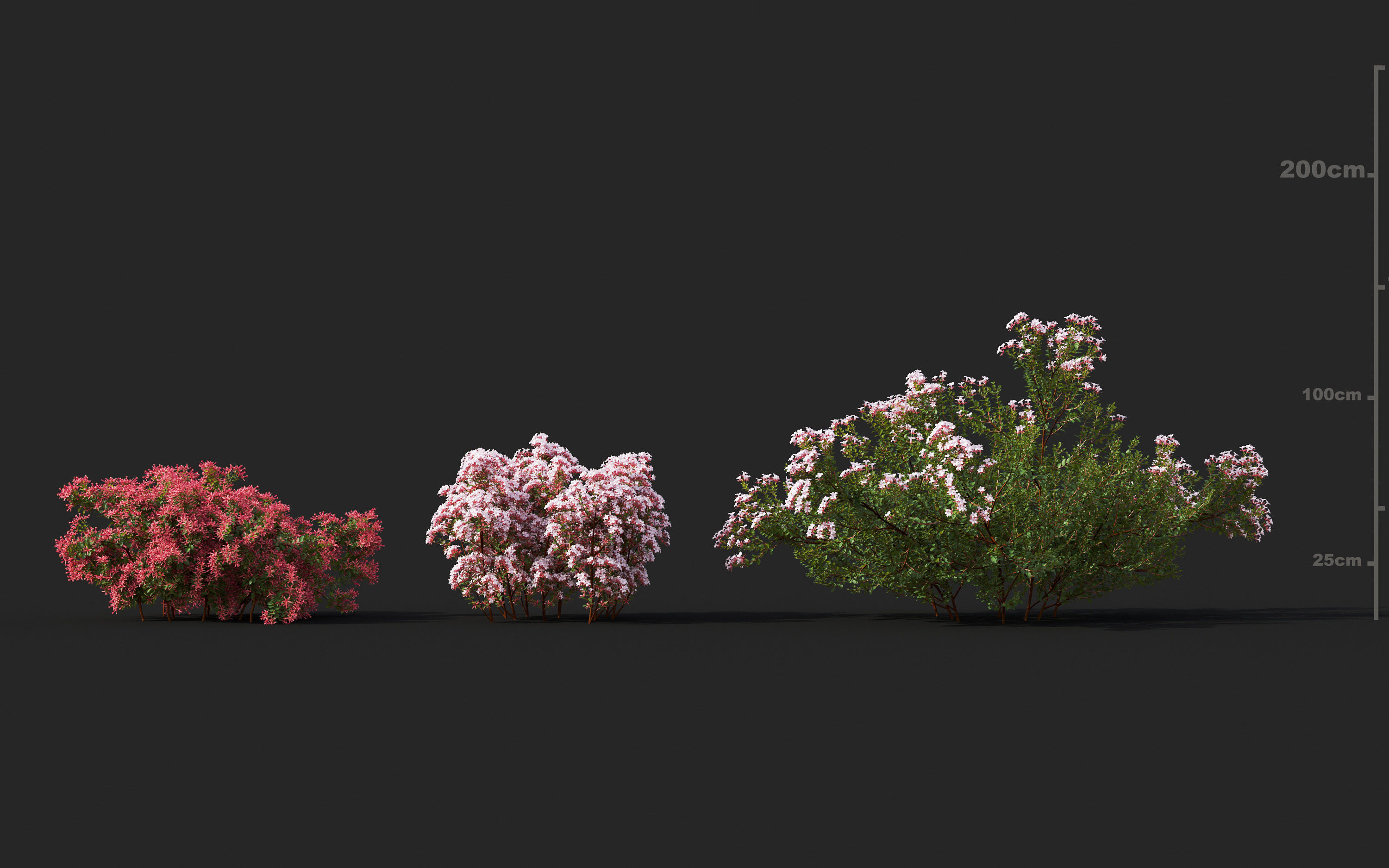 Garden shrub flowers Collection- Include GrowFX and Mesh file  3D model_21