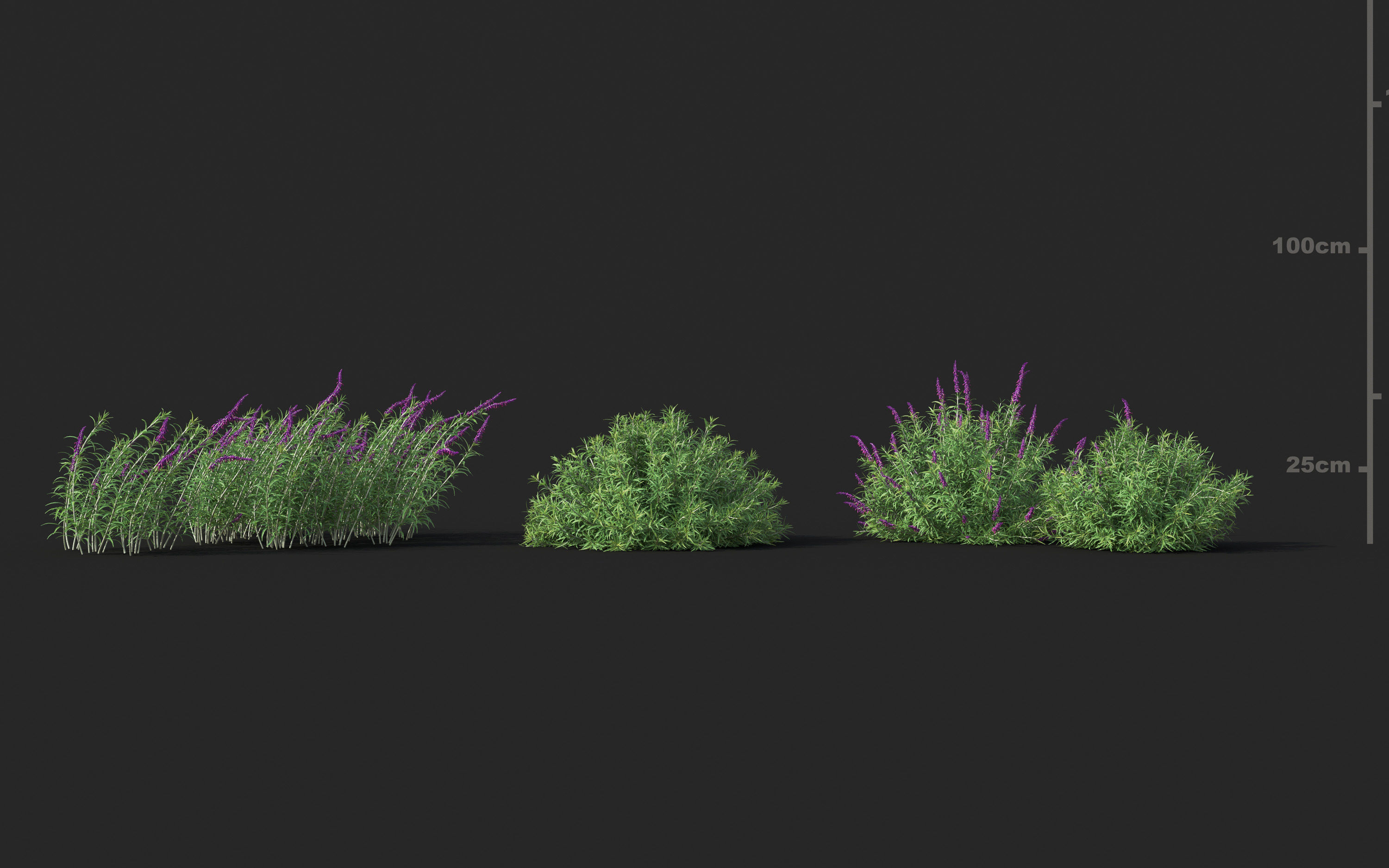 Garden shrub flowers Collection- Include GrowFX and Mesh file  3D model_25