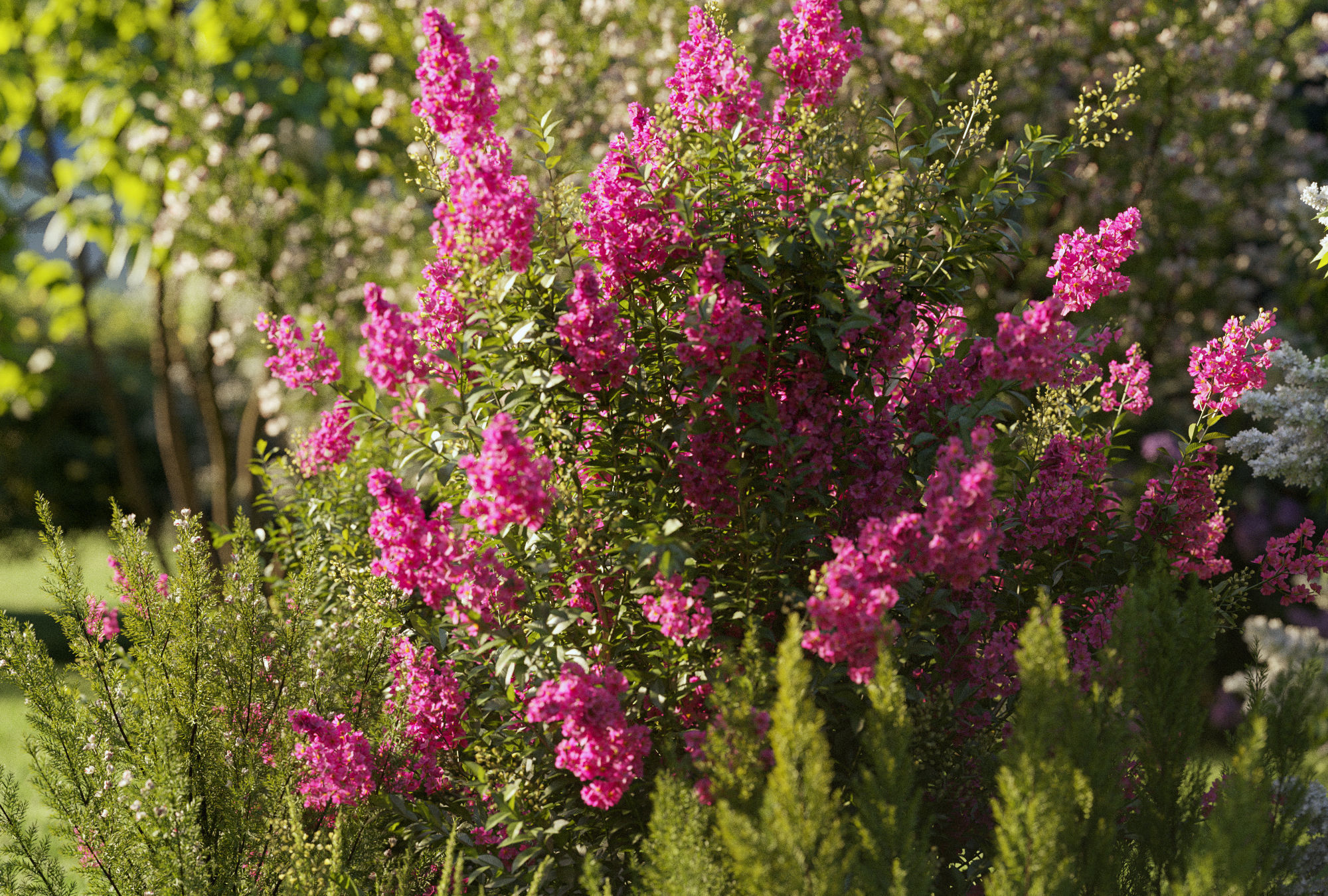 Garden shrub flowers Collection- Include GrowFX and Mesh file  3D model_1