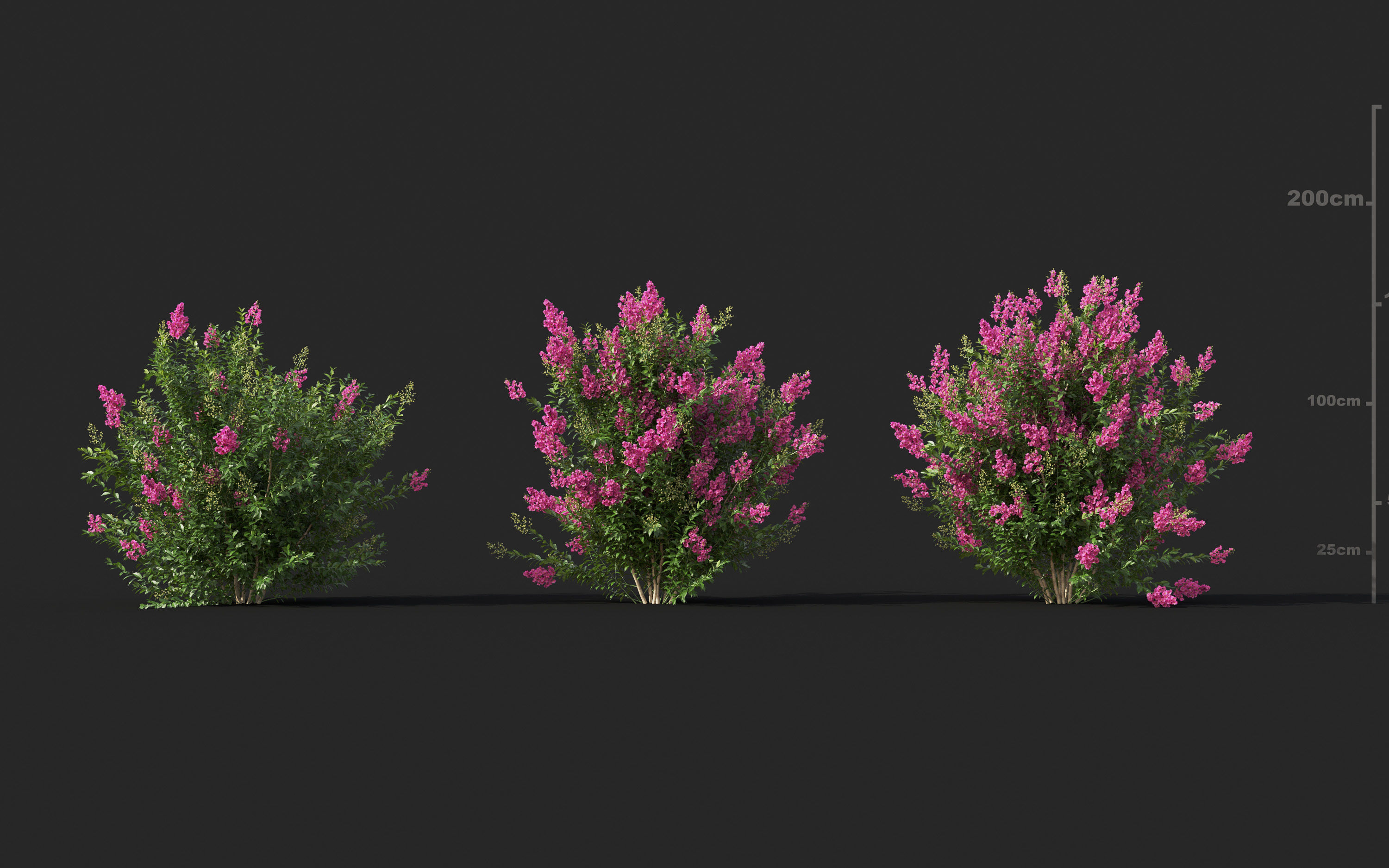 Garden shrub flowers Collection- Include GrowFX and Mesh file  3D model_27