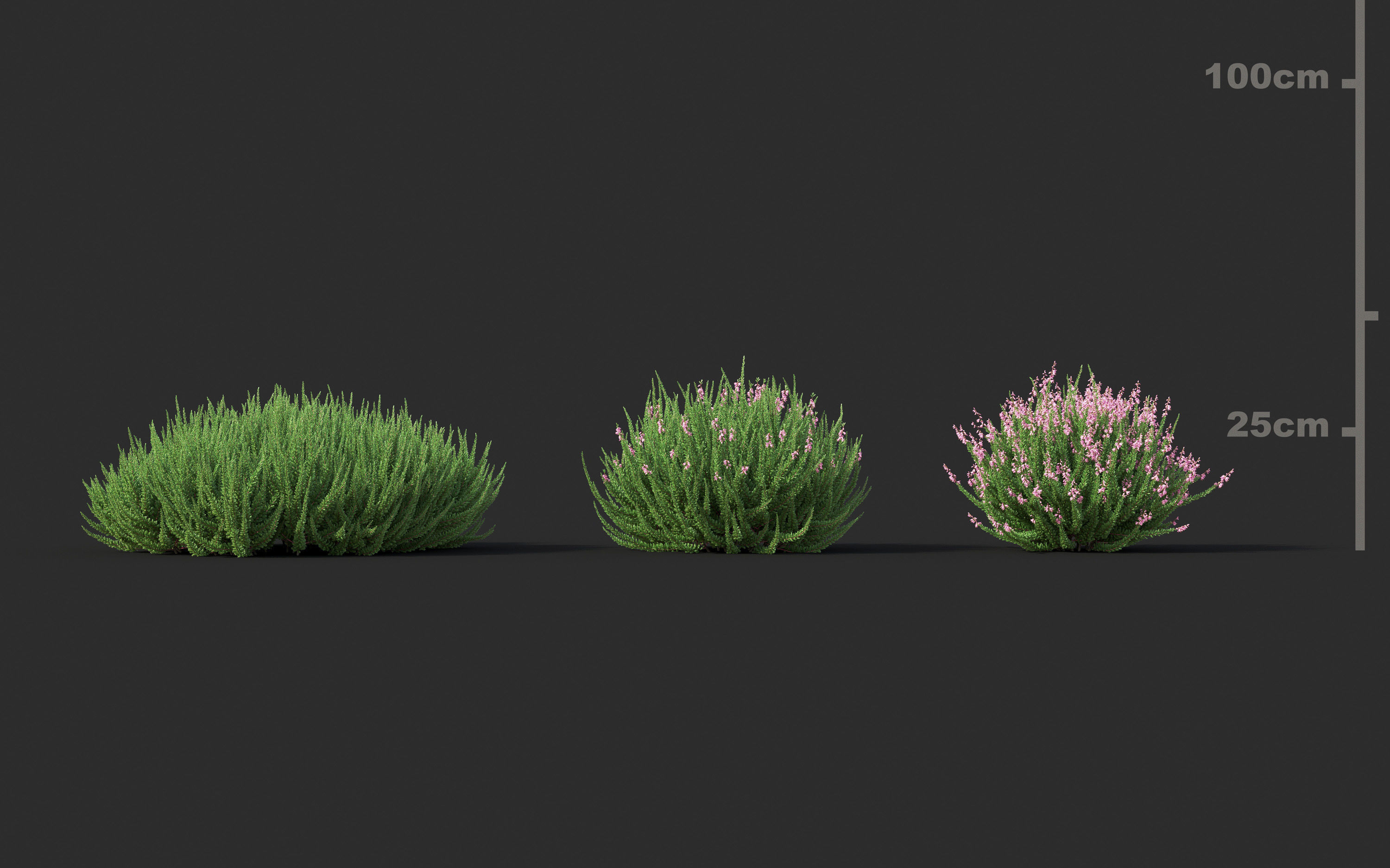 Garden shrub flowers Collection- Include GrowFX and Mesh file  3D model_11