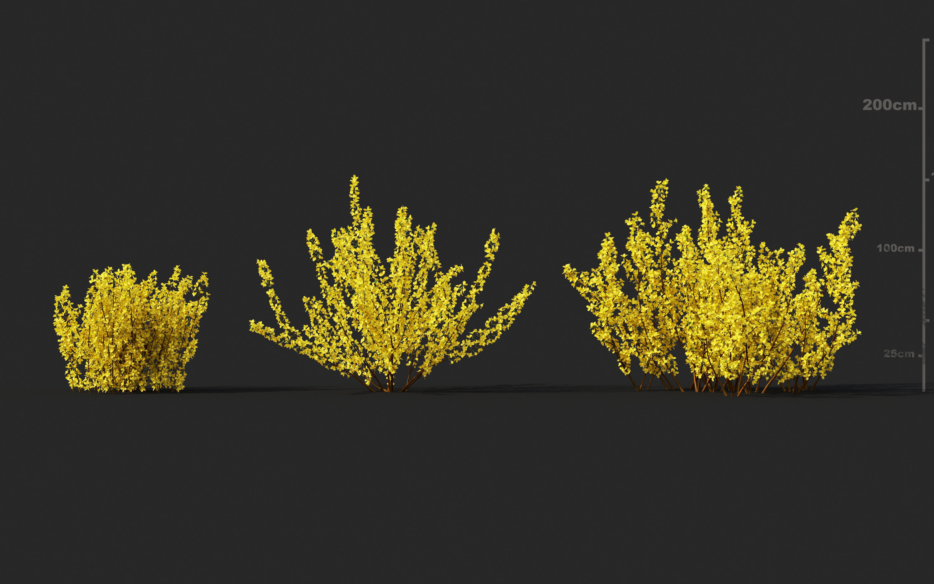 Garden shrub flowers Collection- Include GrowFX and Mesh file  3D model_18