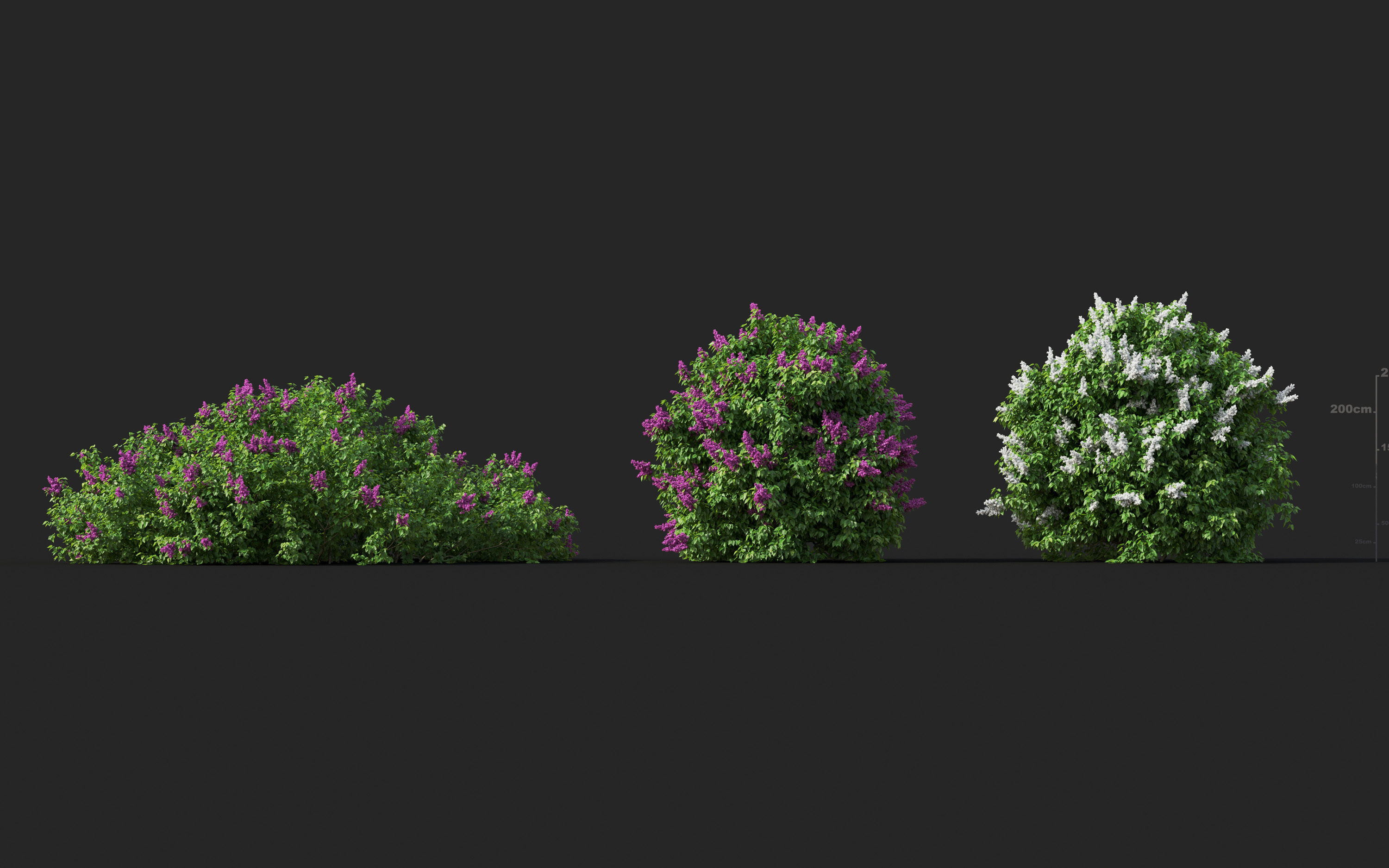 Garden shrub flowers Collection- Include GrowFX and Mesh file  3D model_34