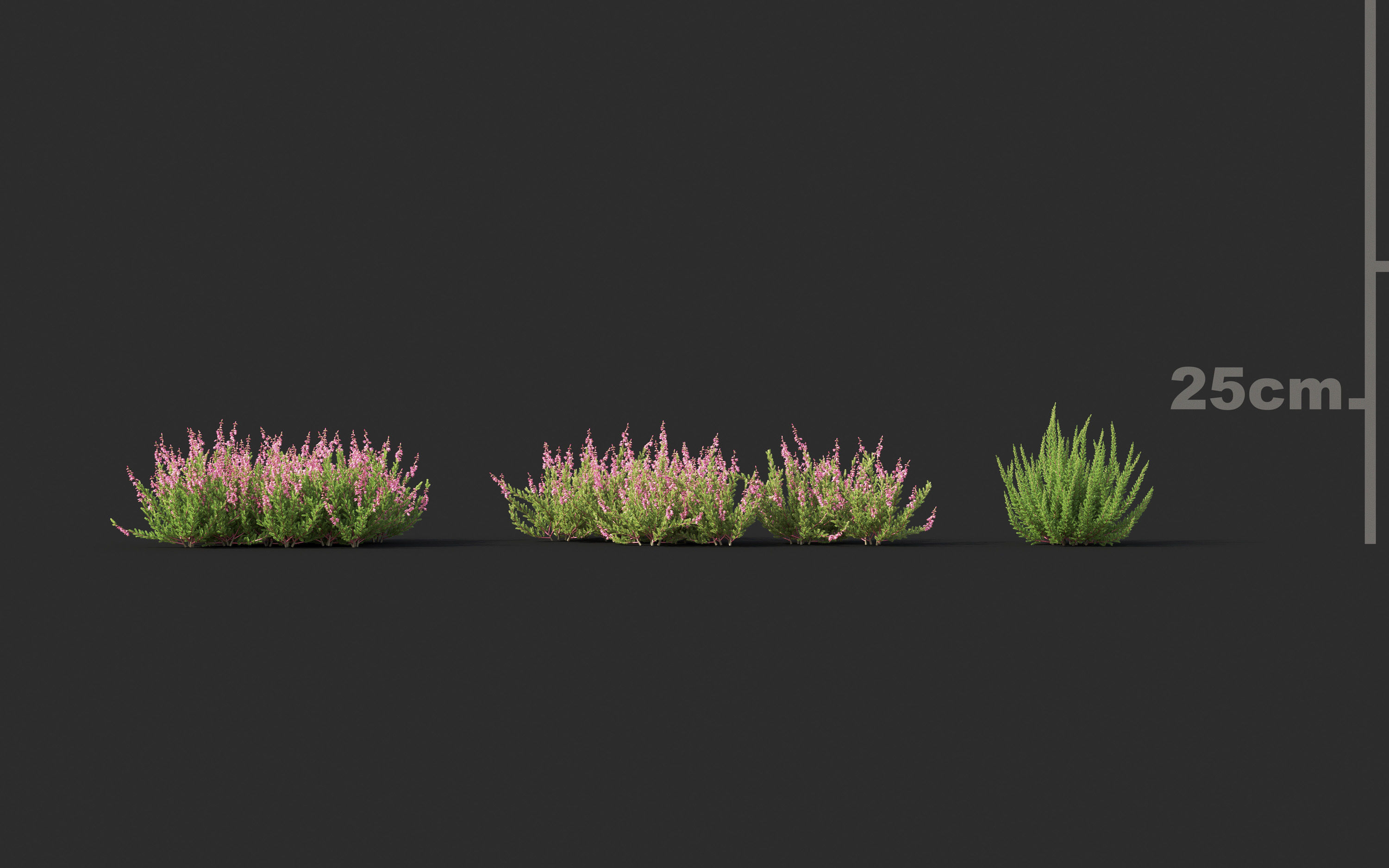 Garden shrub flowers Collection- Include GrowFX and Mesh file  3D model_9